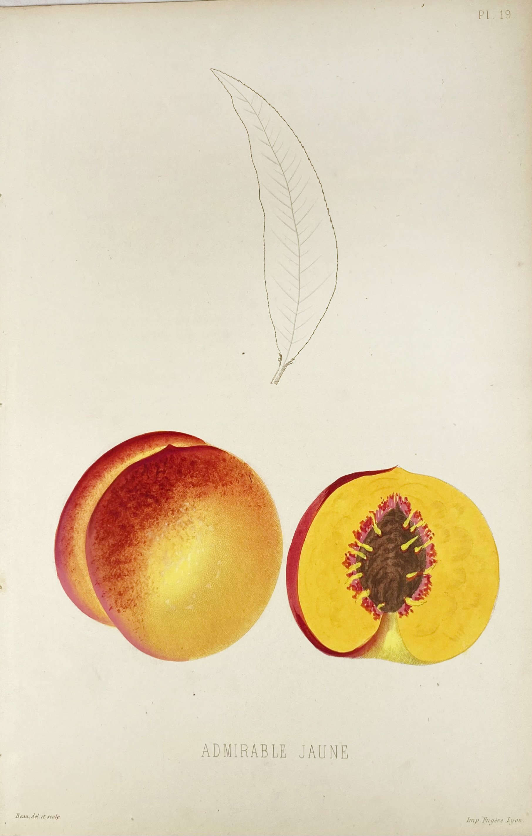 POMOLOGIE de la France ou histoire et description de tous les Fruits - Image 5 of 8