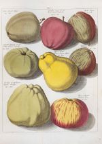KNOOP, J.H. Beschrijving van vruchtboomen en vruchten, die men in hoven plant