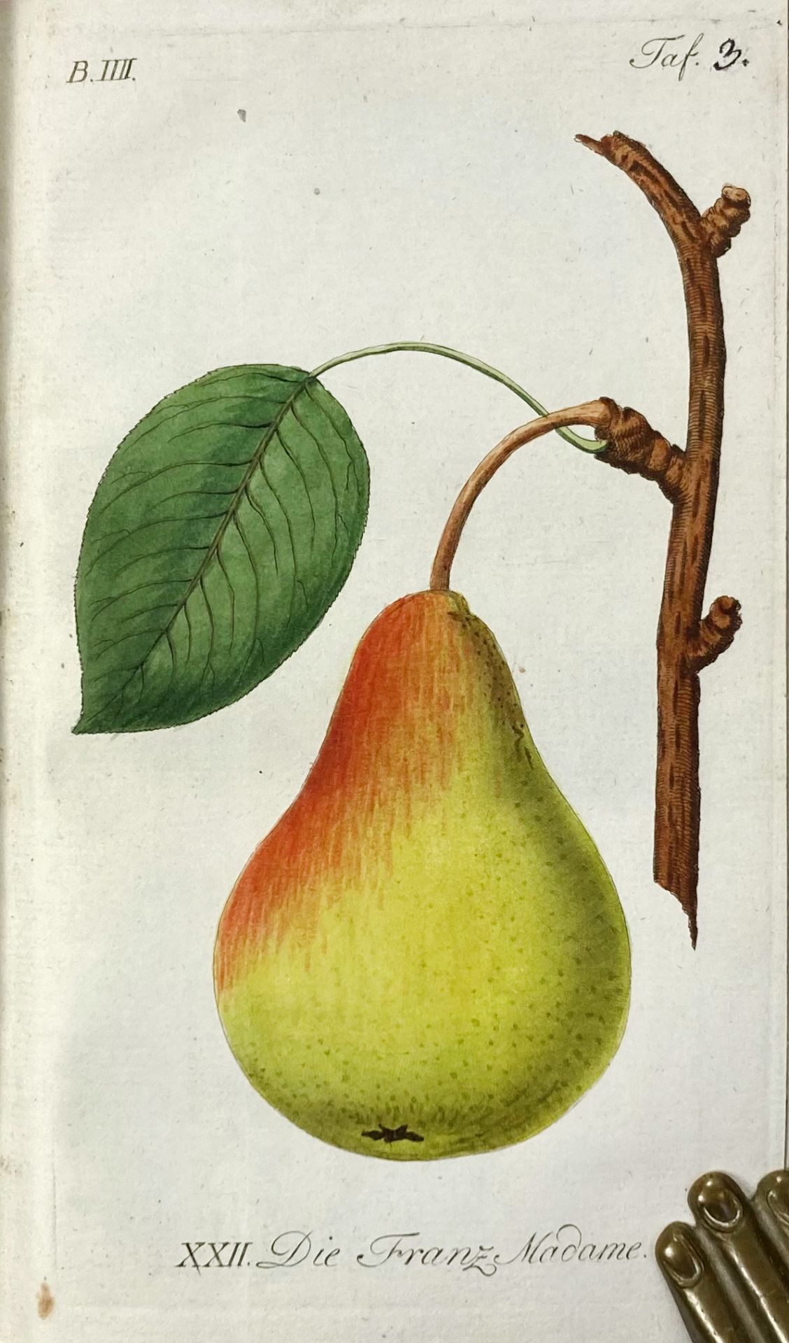 SICKLER, J.V., hrsg. Der teutsche Obstgärtner oder gemeinnütziges Magazin der Obstbaues in - Bild 6 aus 7