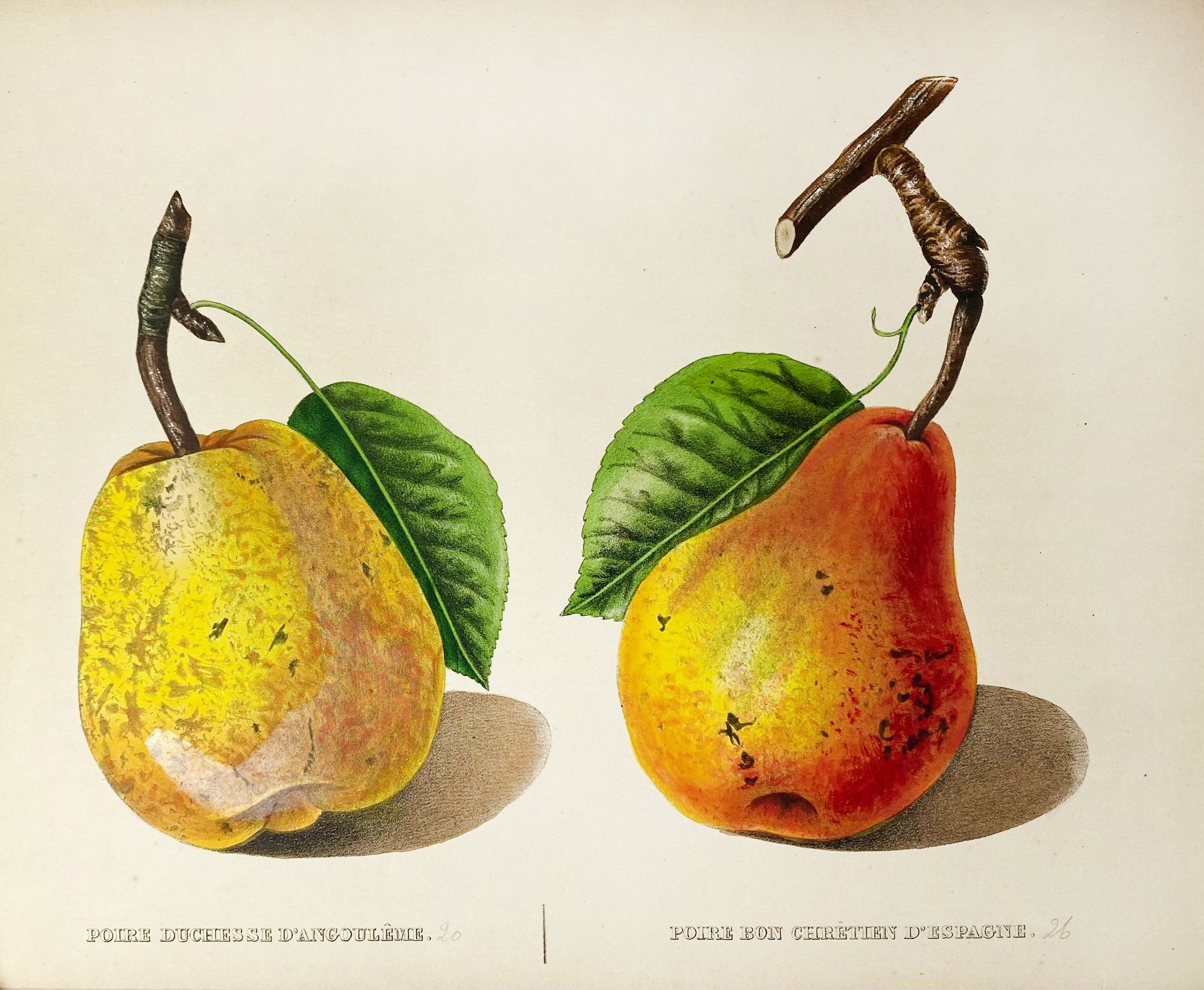 BIVORT, A.J. Album de Pomologie. Brussels, Librairie de Deprez-Parent, 1847-1851. 4 - Bild 4 aus 7