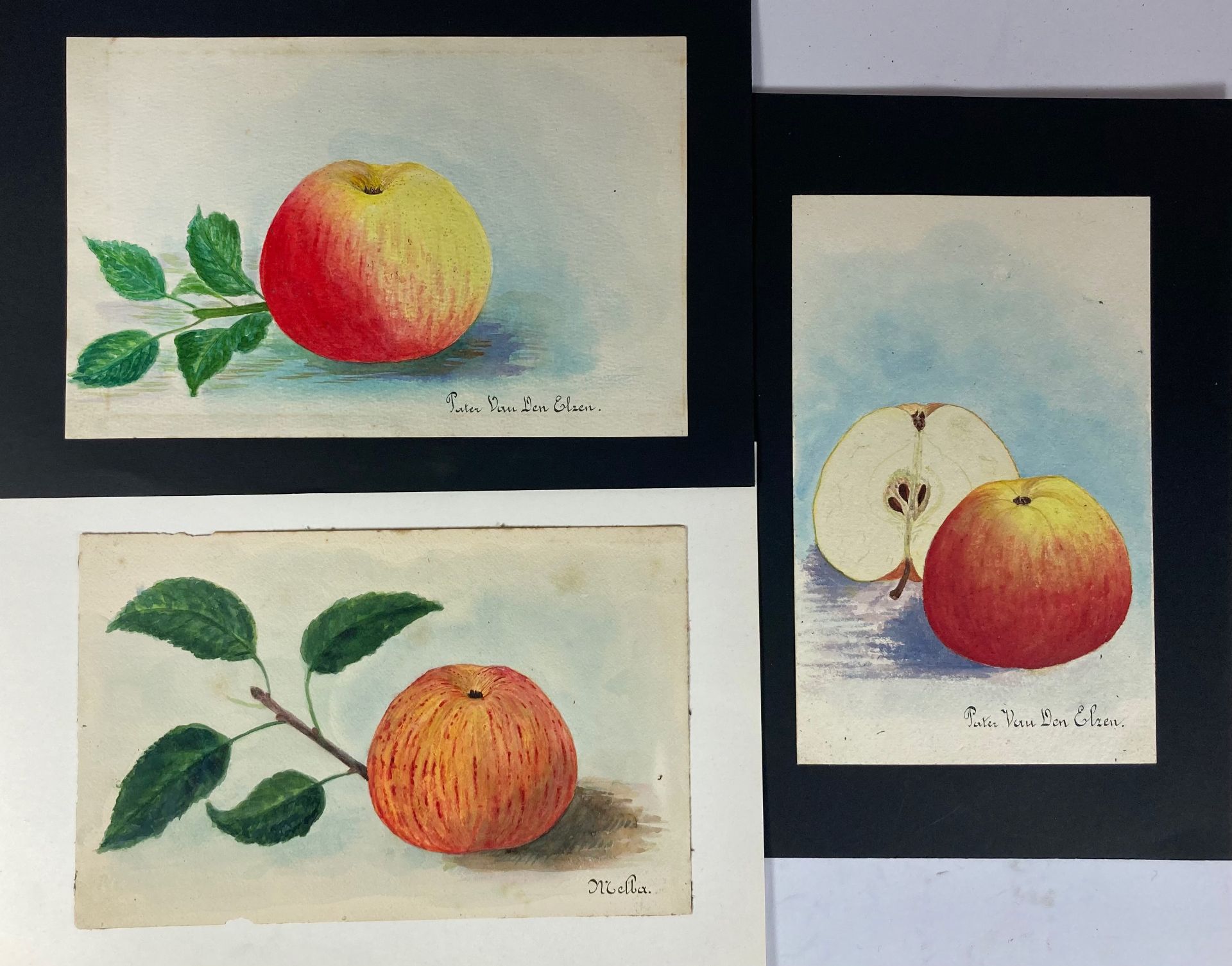 ICKX, Hendrik (??-??). Collection of 94 drawings of fruit varieties, of which 88 - Bild 2 aus 2