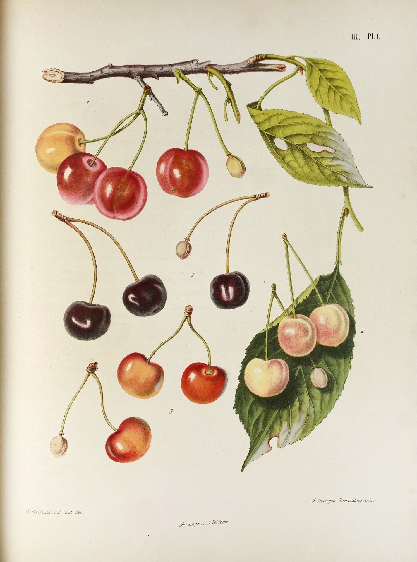 BERGHUIS, S. Le jardin fruitier néerlandais, décrit et publié par la société - Image 6 of 6