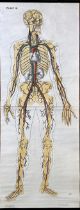 BARGE, J.A. (Anatomical plates of the human body, I-VI (all)). The