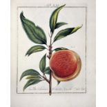 MAYER, J.P. Pomona Franconica. Déscription des arbres fruitiers, les plus connus et