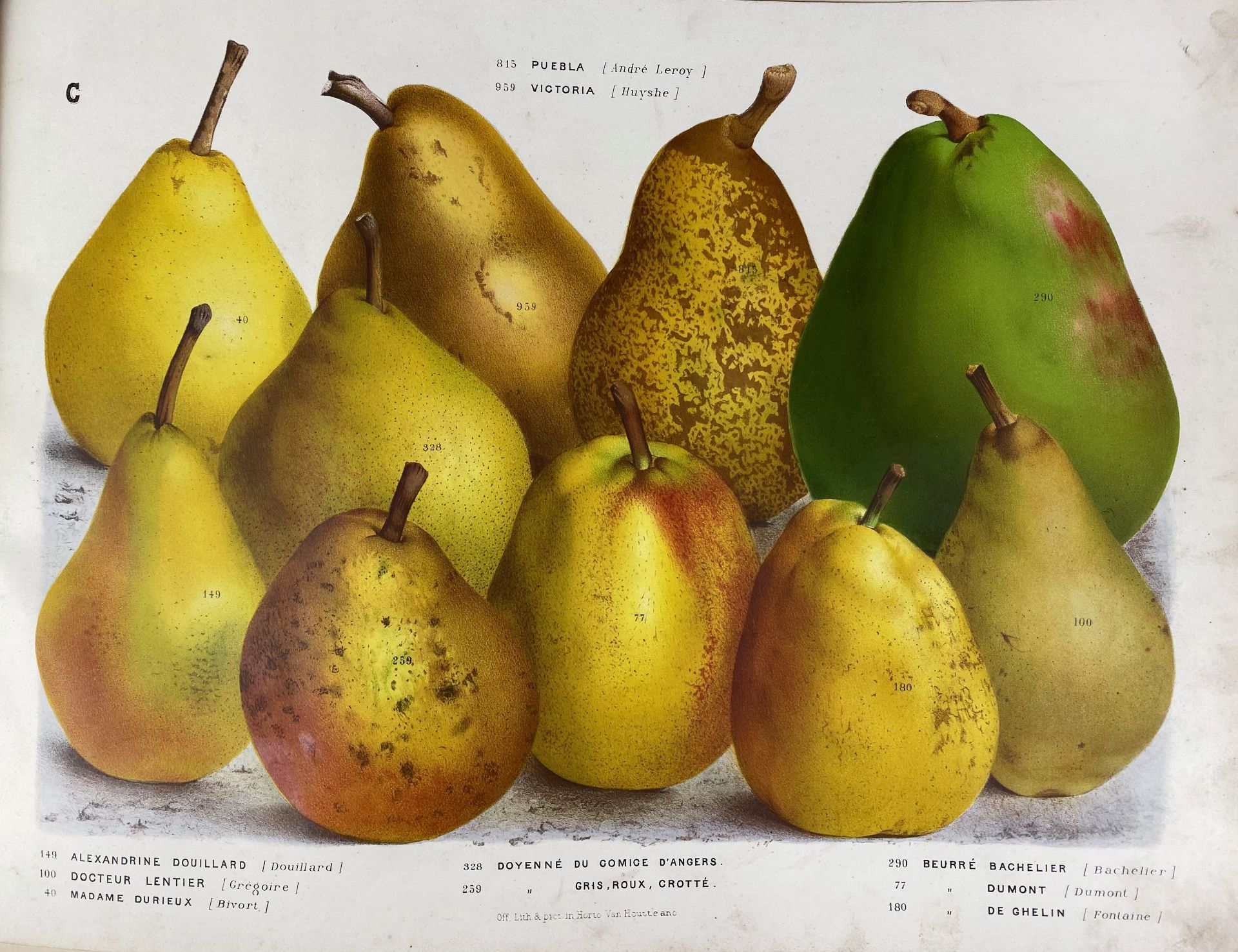 PEARS -- HOUTTE, L. v. (Établissement Horticole de Louis Van Houtte). Nos poires - Image 3 of 3