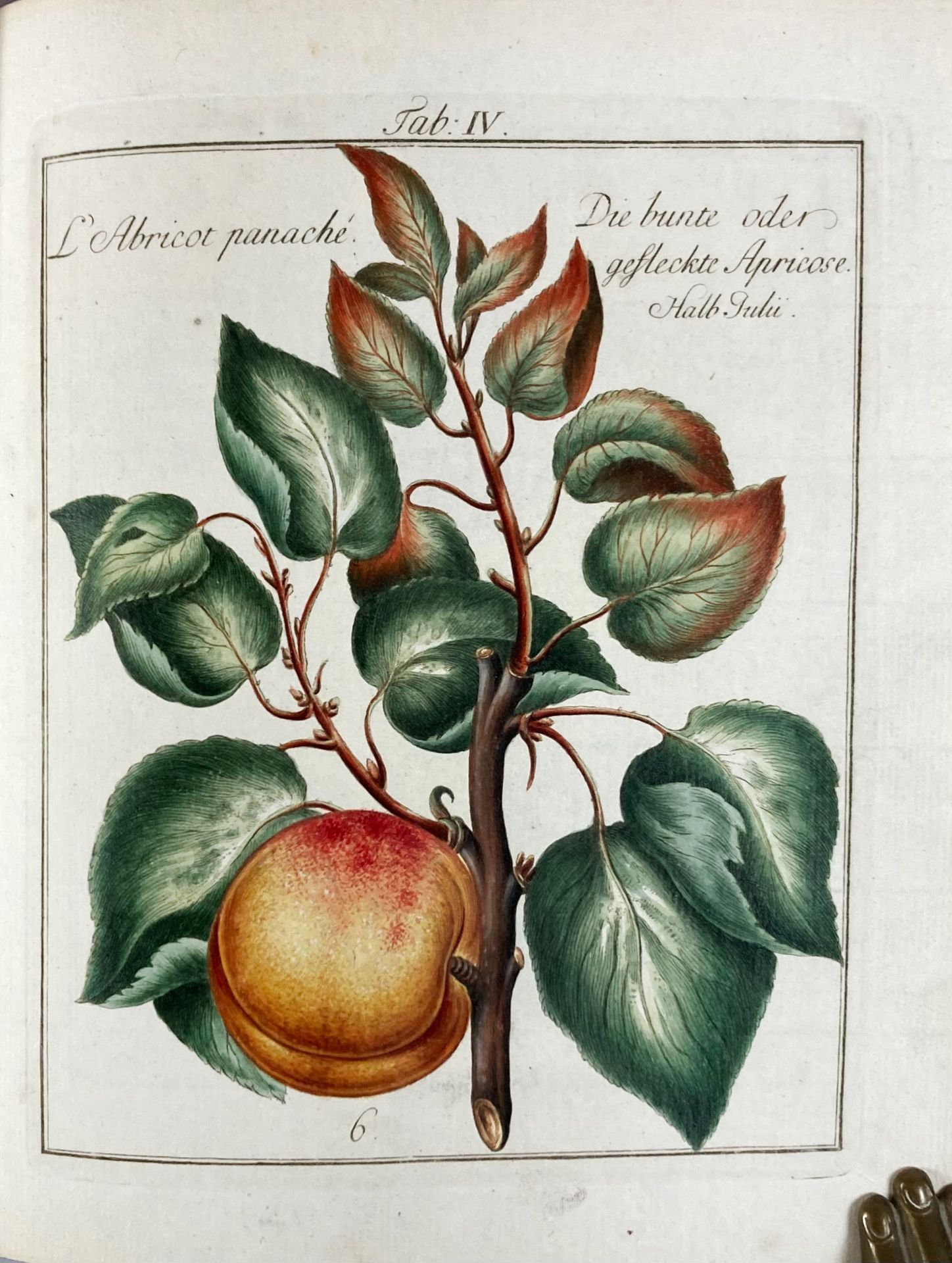 MAYER, J.P. Pomona Franconica. Déscription des arbres fruitiers, les plus connus et - Bild 6 aus 6