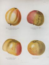 FRUIT GROWING -- LUCAS, E., hrsg. Abbildungen württembergischer Obstsorten. Eine Sammlung vorzüglich