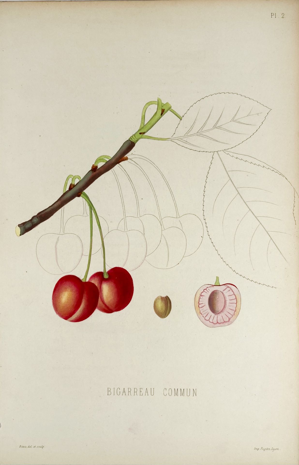 POMOLOGIE de la France ou histoire et description de tous les Fruits - Bild 6 aus 8