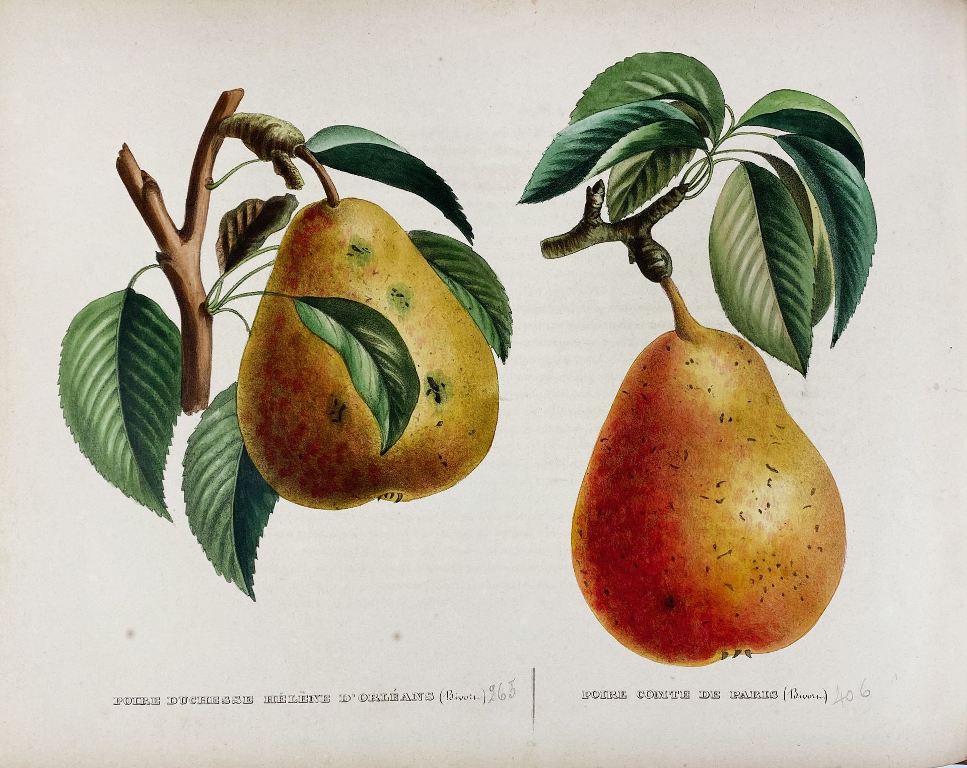 BIVORT, A.J. Album de Pomologie. Brussels, Librairie de Deprez-Parent, 1847-1851. 4 - Bild 7 aus 7