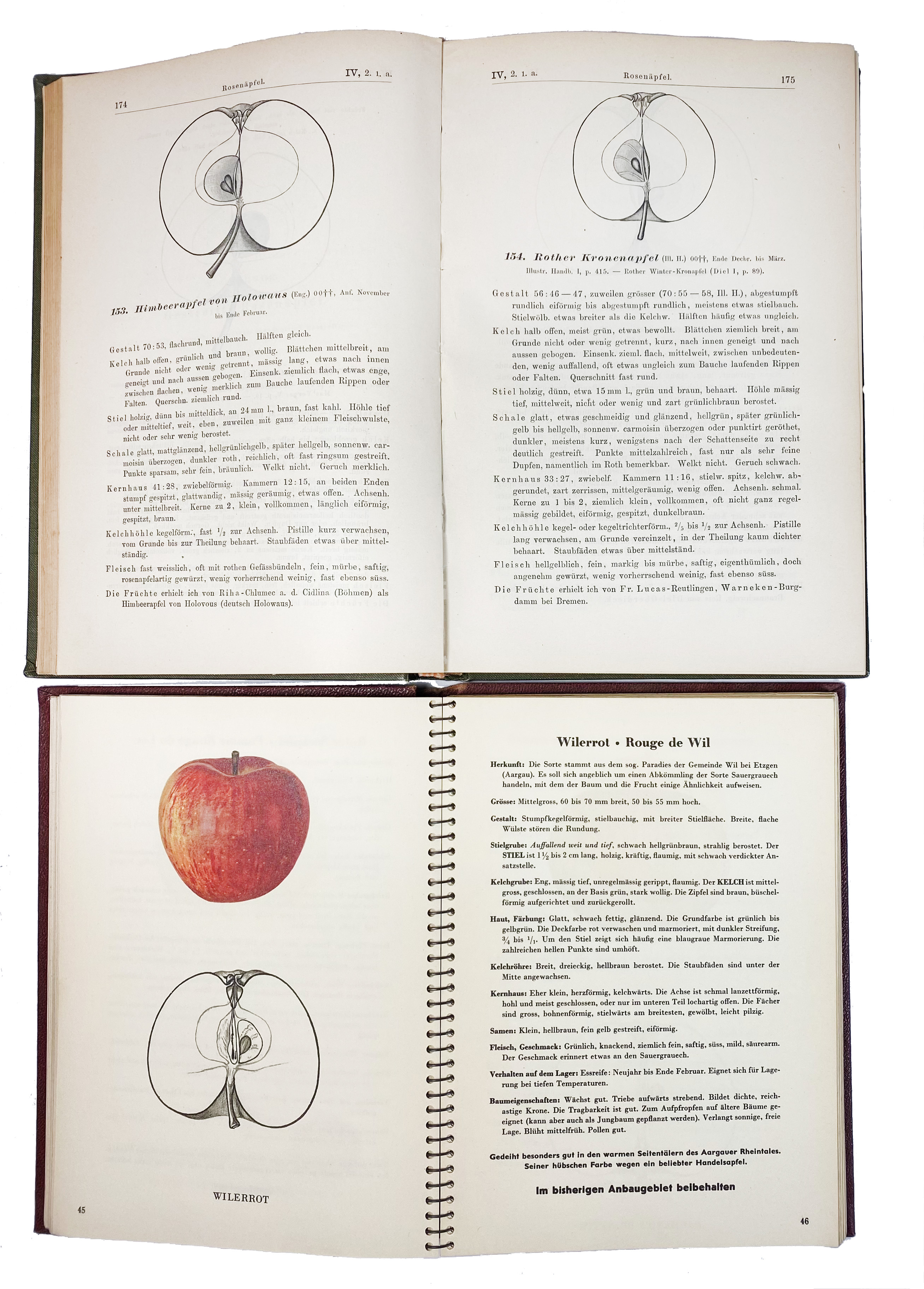 APPLES -- ENGELBRECHT, Th. Deutschlands Apfelsorten. Illustrirte, systematische Darstellung der im G - Image 2 of 2