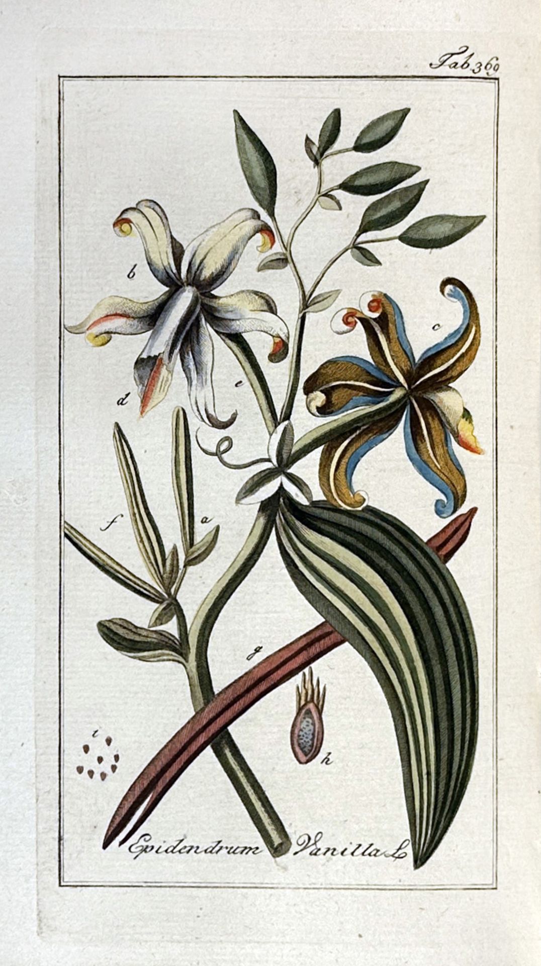 BOTANY -- (ZORN, J.). Afbeeldingen der artseny-gewassen met derzelver Nederduytsche en Latynsche