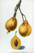 PERIODICALS/ANNUALS -- MONATSCHRIFT für Pomologie und praktischen Obstbau. (Ab 1905:) DEUTSCHE OBSTB