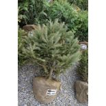 WHITE SPRUCE 1078