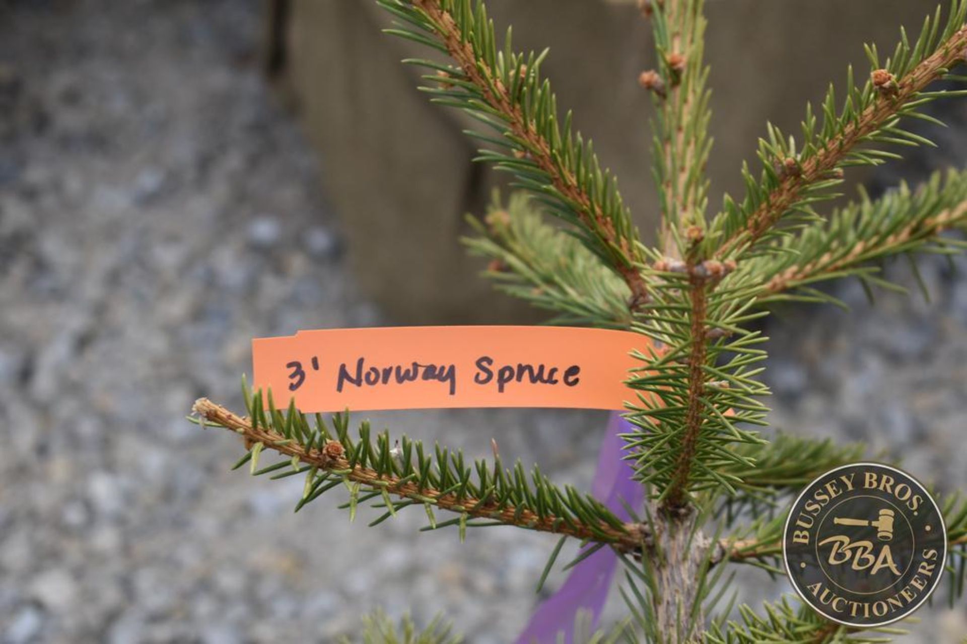 NORWAY SPRUCE 1091 - Image 3 of 3