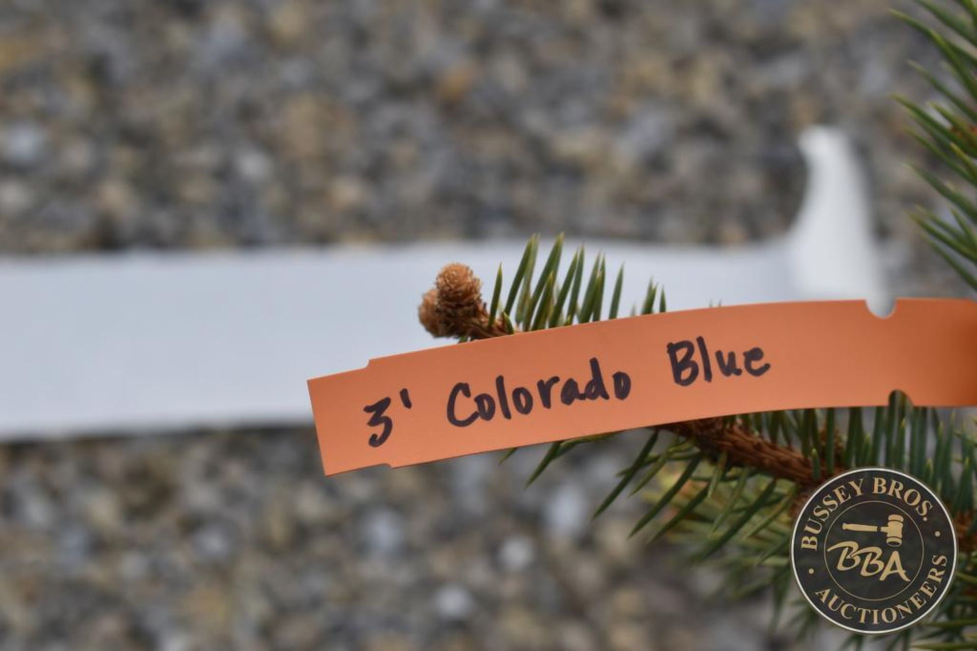 COLORADO BLUE 1123 - Image 3 of 3