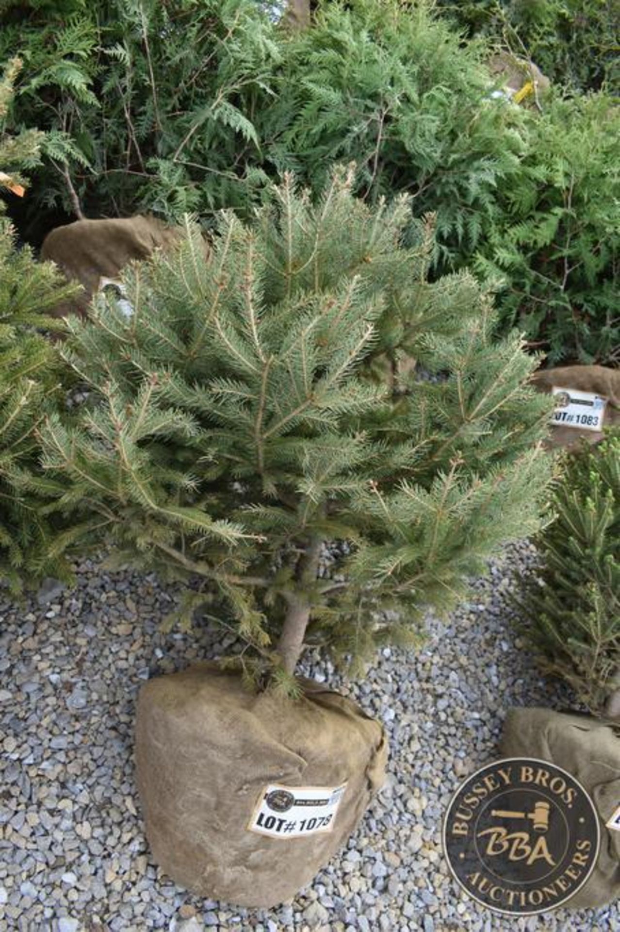 WHITE SPRUCE 1077