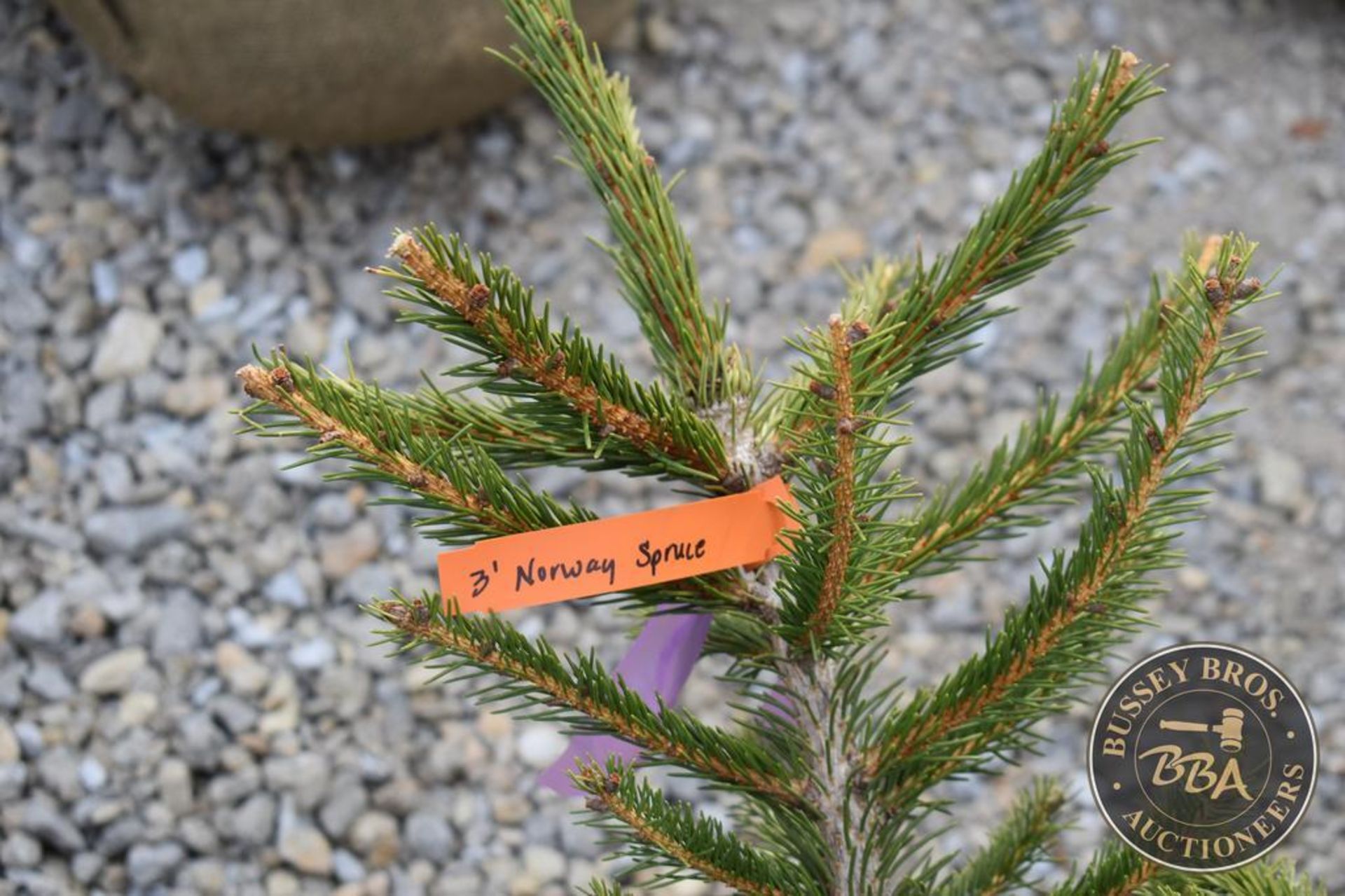 NORWAY SPRUCE 1092 - Image 3 of 3