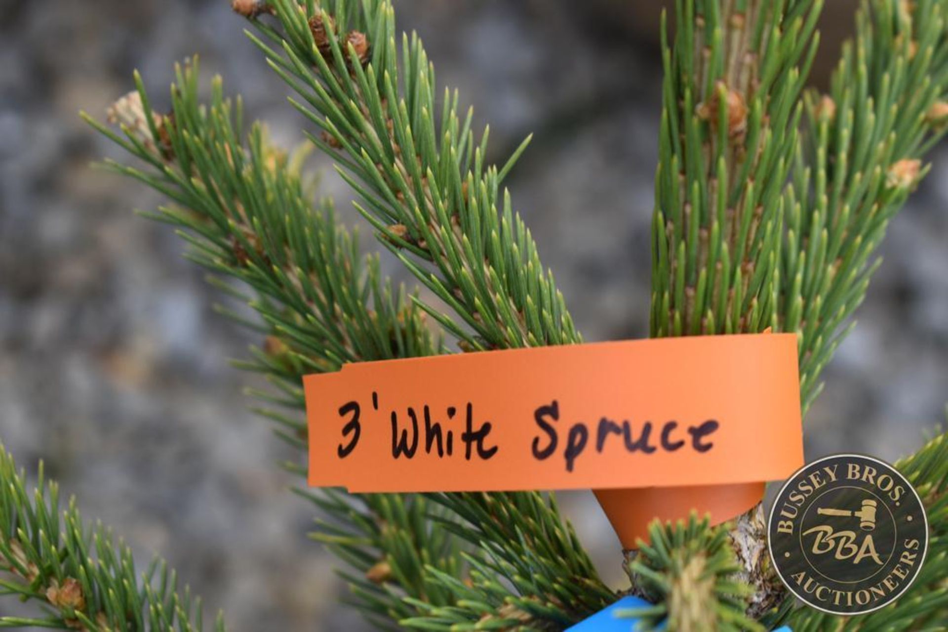 WHITE SPRUCE 1075 - Image 3 of 3