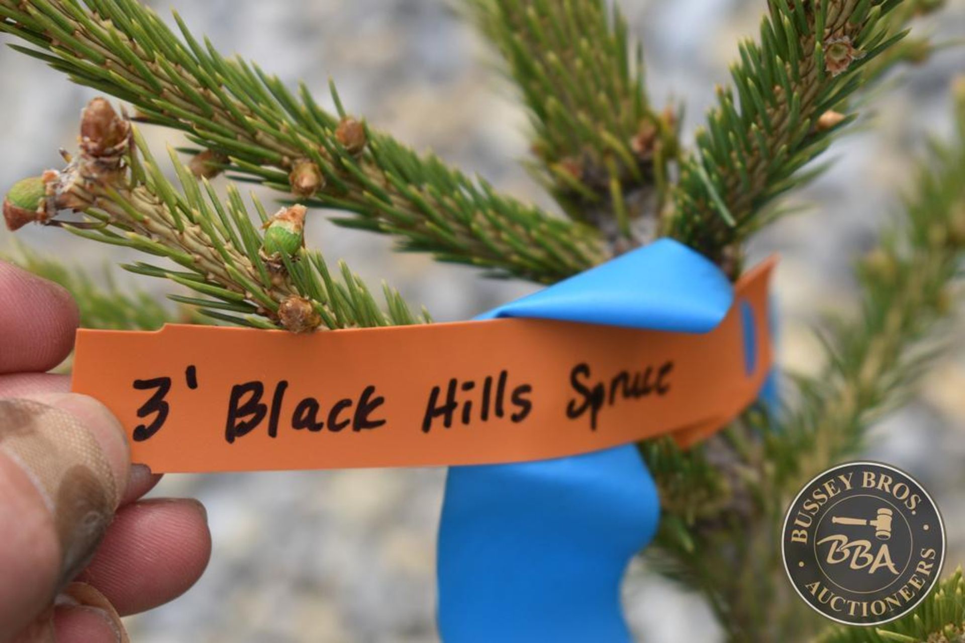 BLACK HILLS SPRUCE 1140 - Image 3 of 3