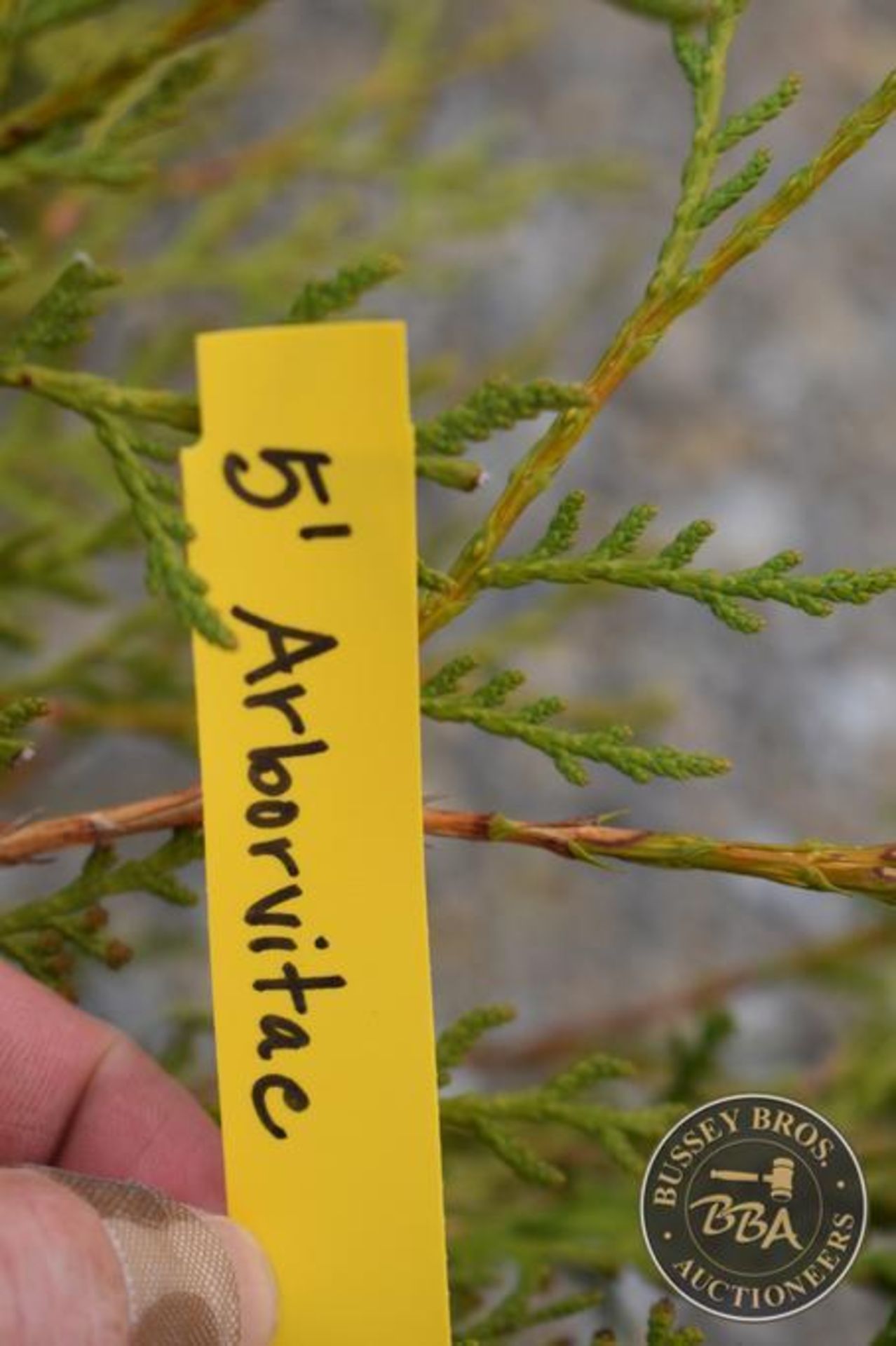 ARBORVITAE THUJA 1089 - Image 3 of 3