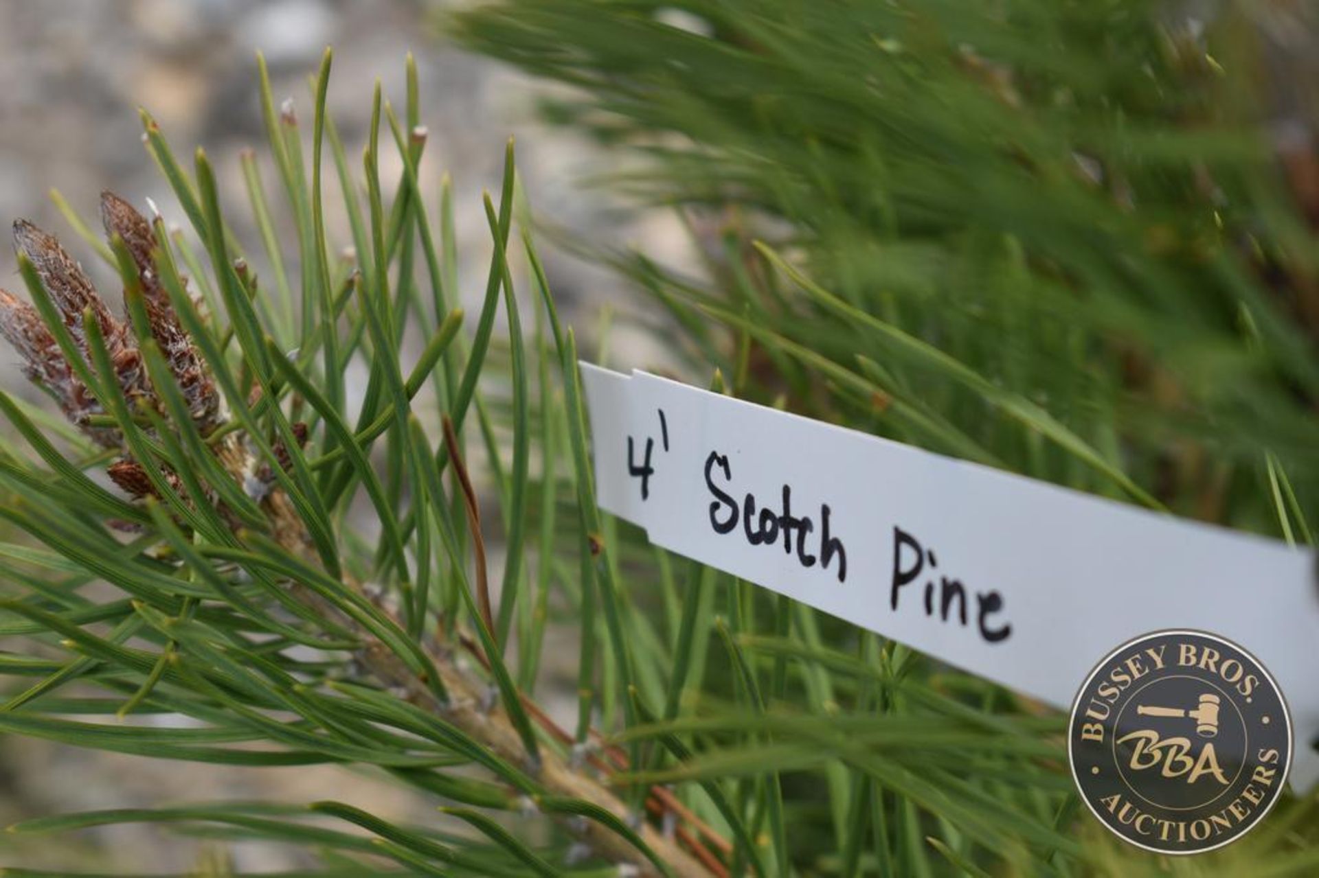 SCOTCH PINE 1110 - Image 3 of 3