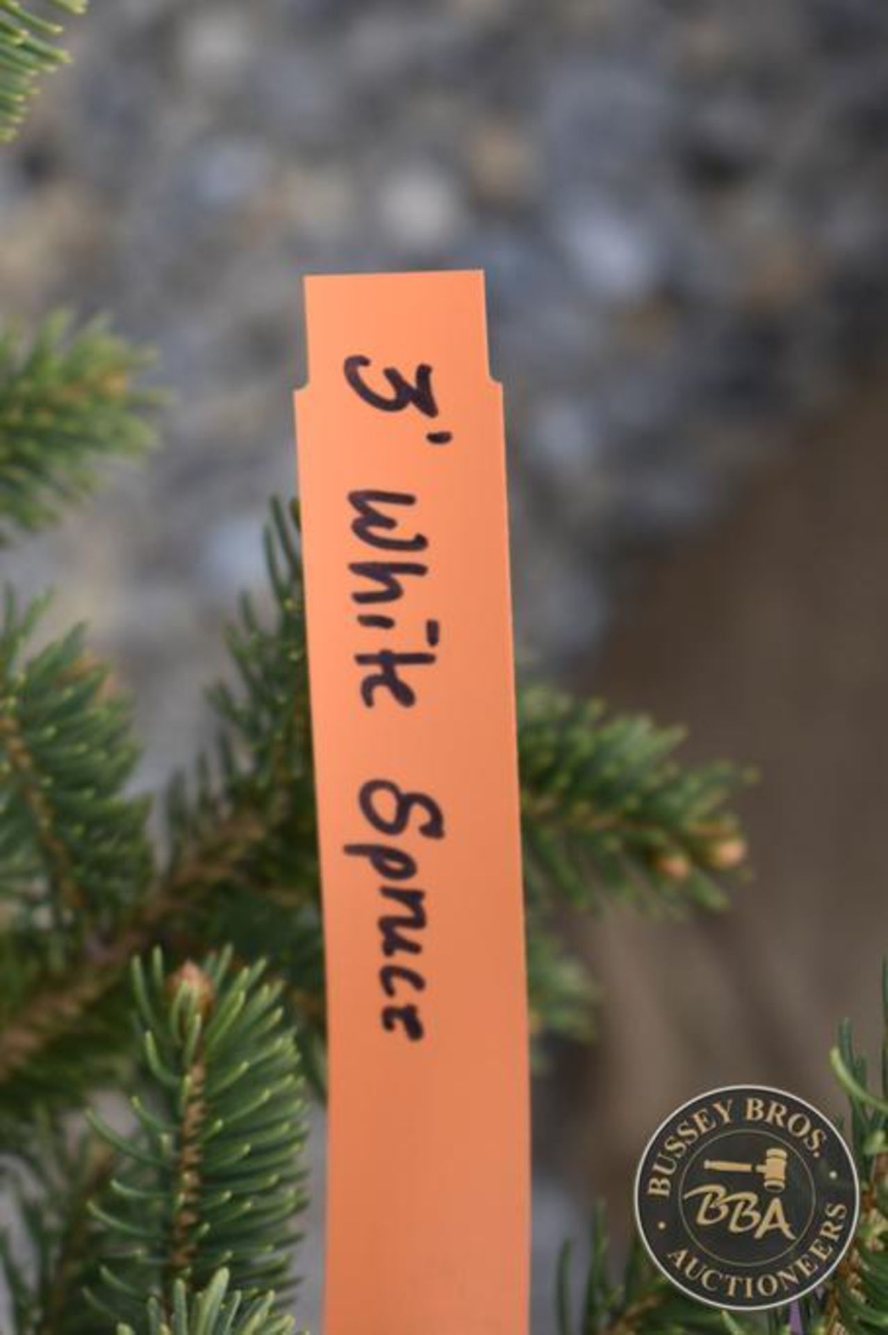 WHITE SPRUCE 1076 - Image 3 of 3