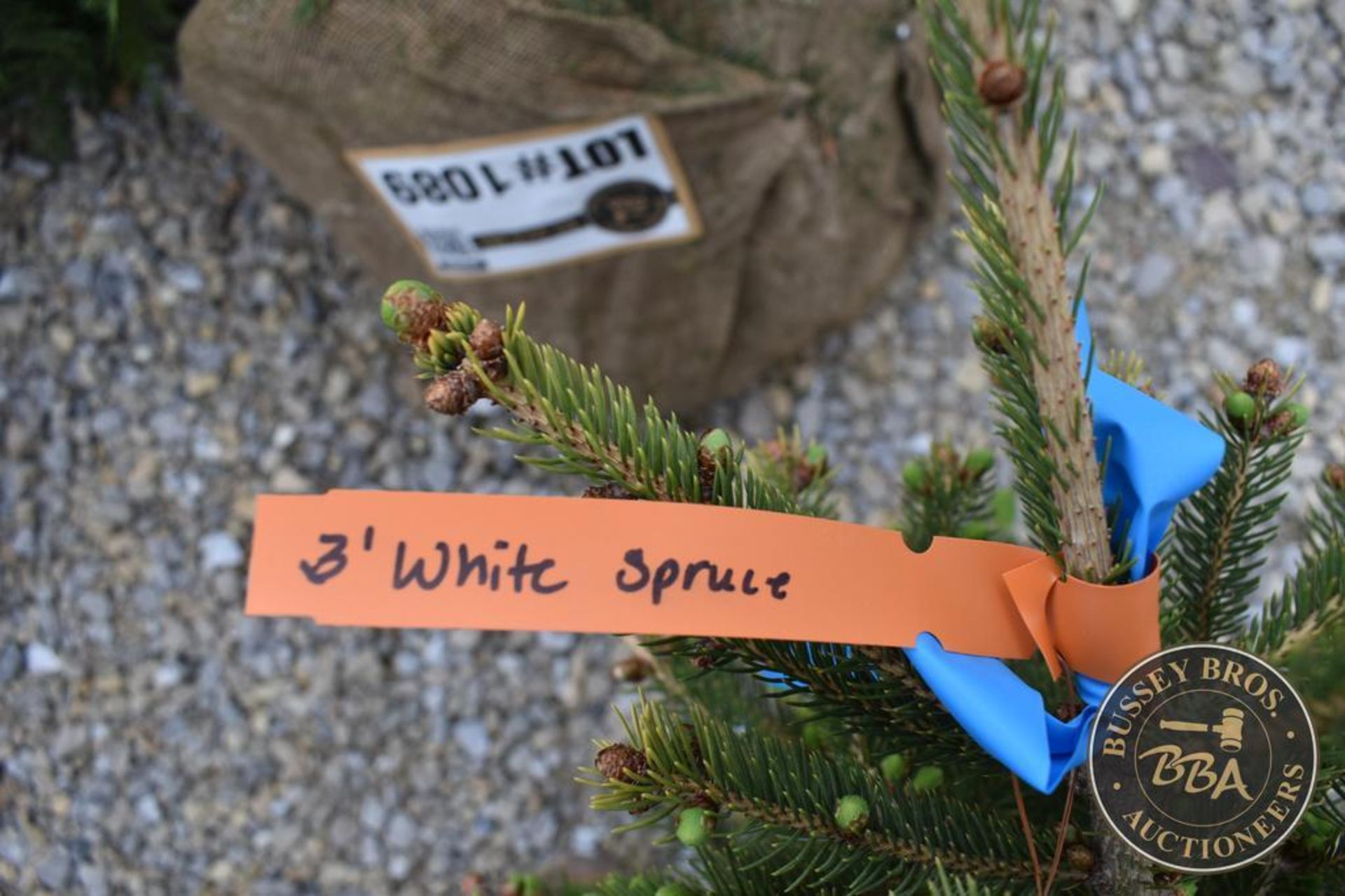 WHITE SPRUCE 1070 - Image 3 of 3