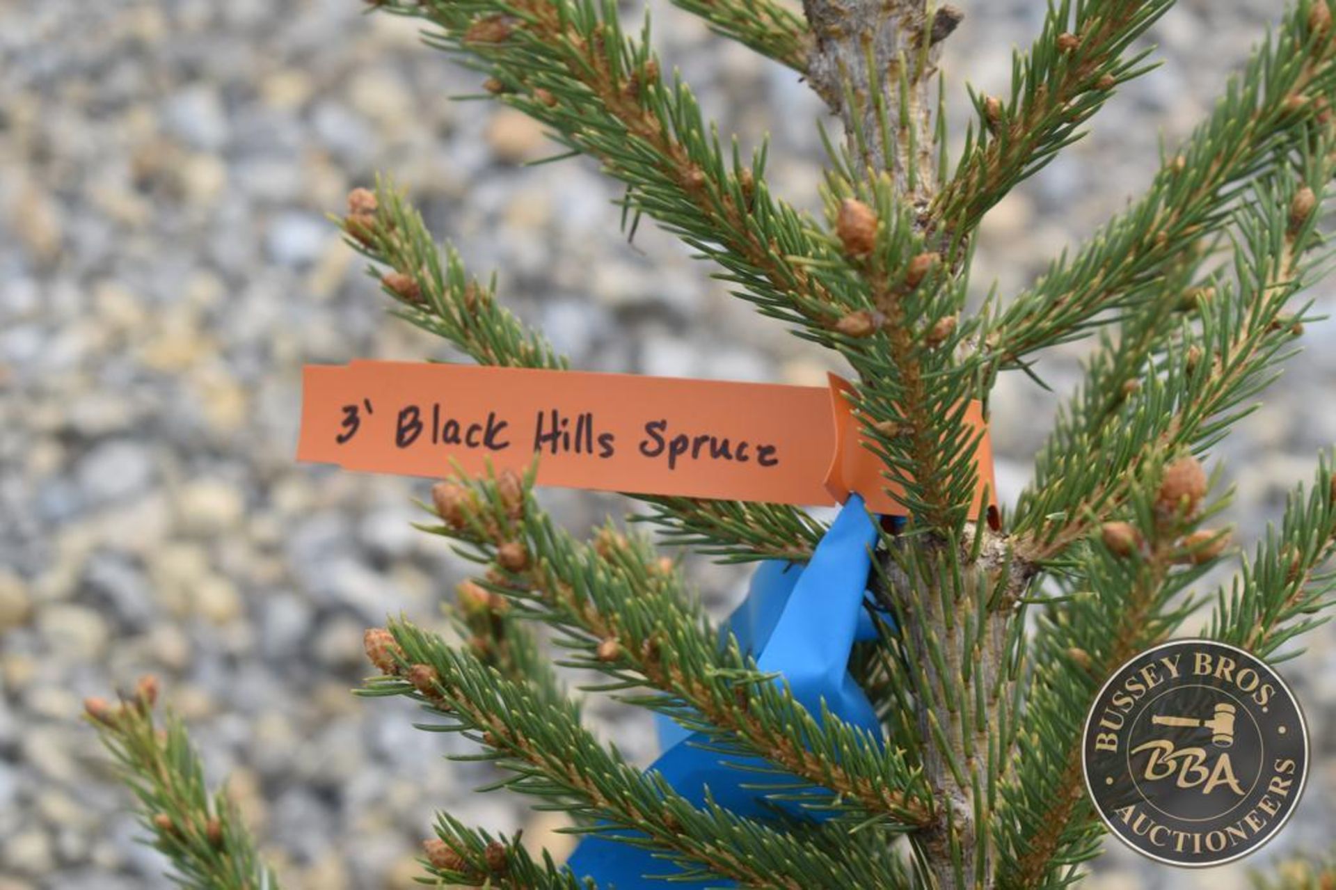 BLACK HILLS SPRUCE 1137 - Image 3 of 3