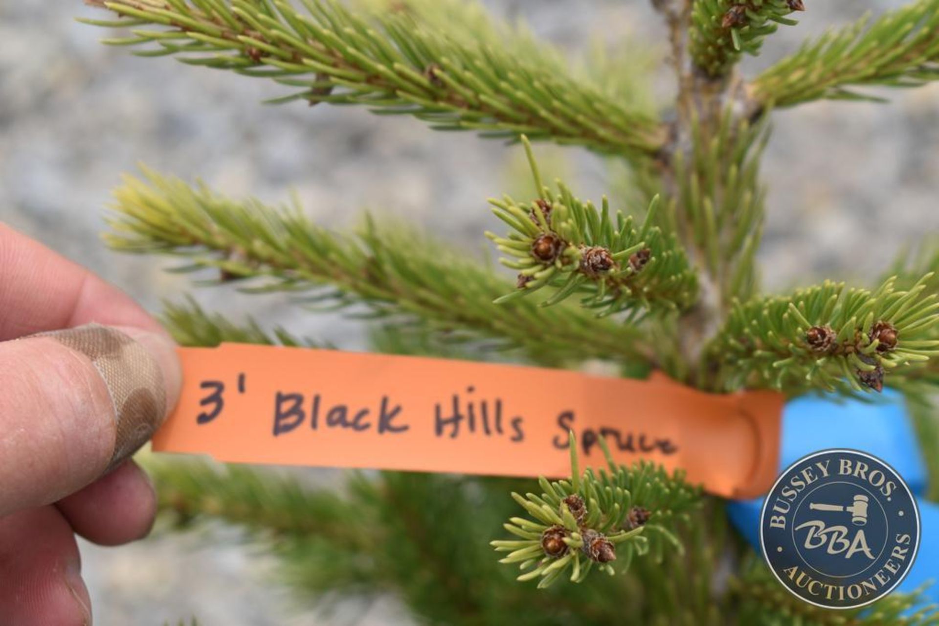 BLACK HILLS SPRUCE 1136 - Image 3 of 3