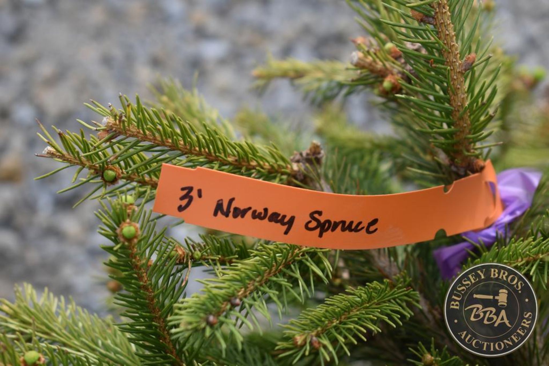 NORWAY SPRUCE 1094 - Image 3 of 3