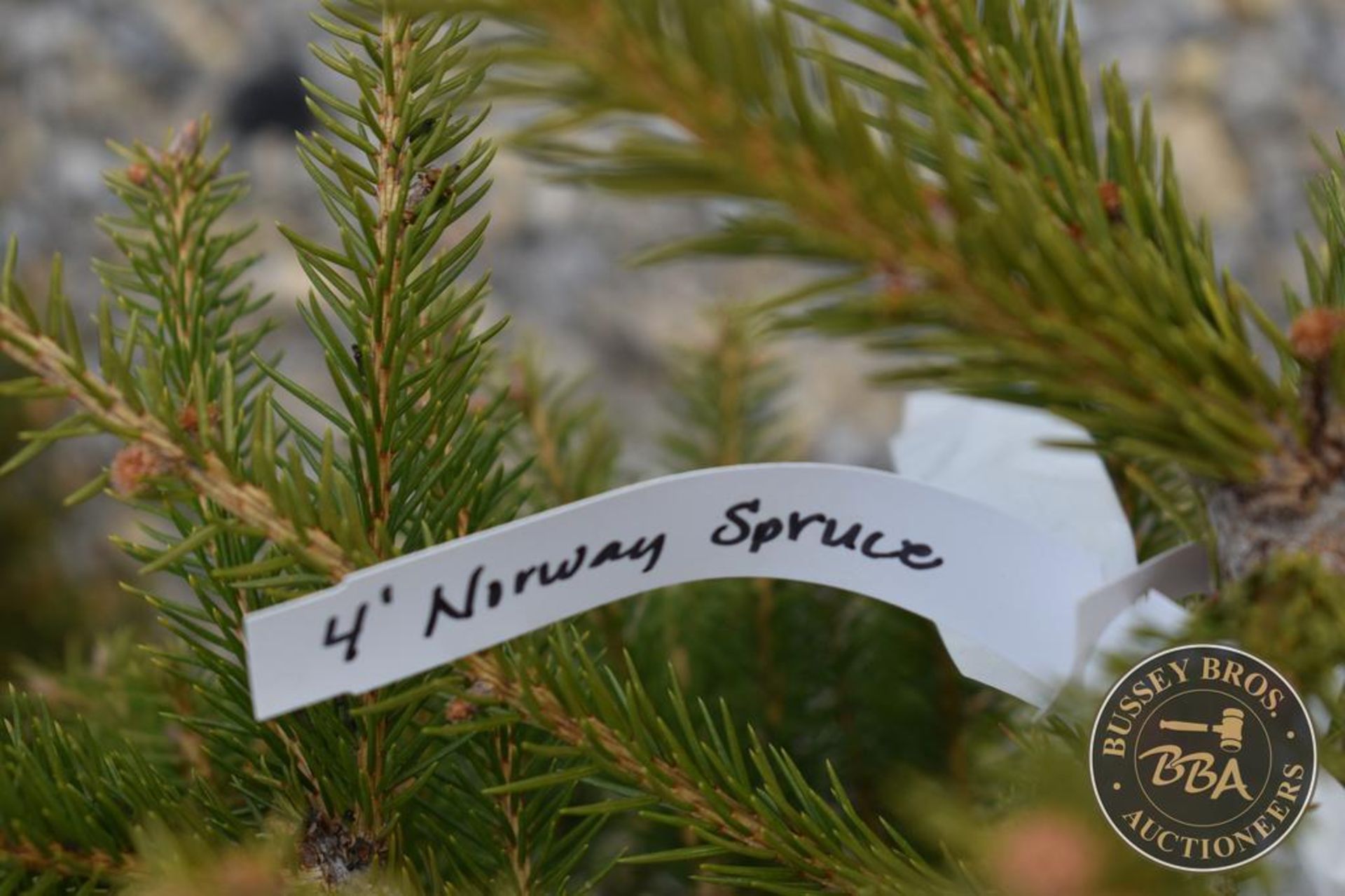 NORWAY SPRUCE 1109 - Image 3 of 3