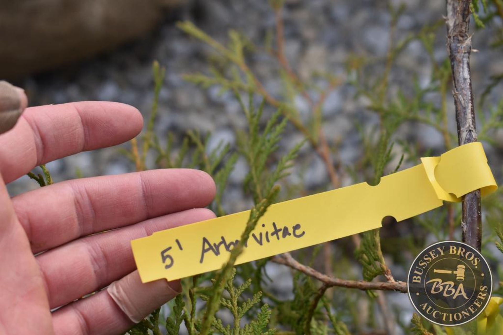 ARBORVITAE THUJA 1082 - Image 3 of 3