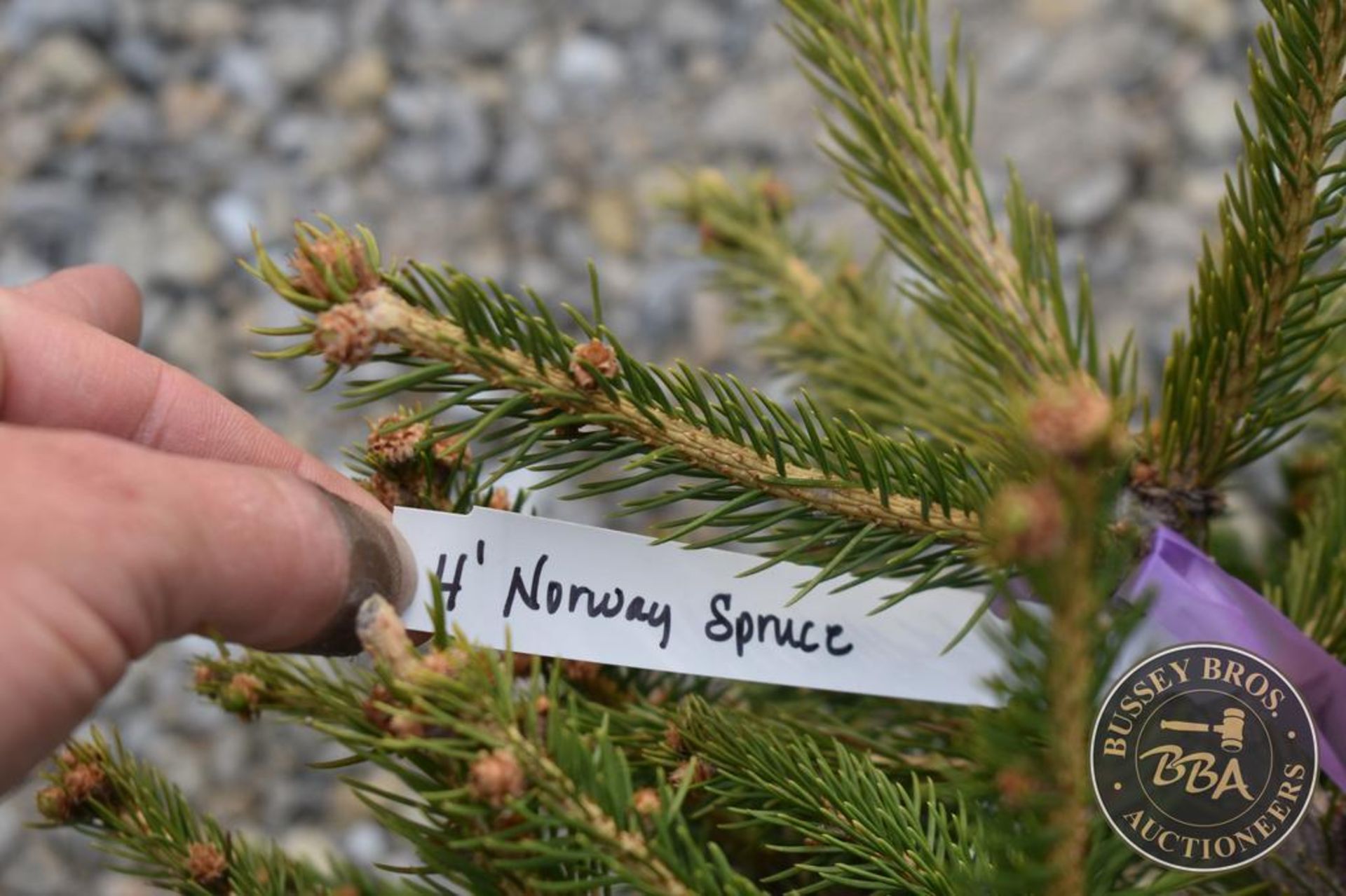 NORWAY SPRUCE 1107 - Image 3 of 3