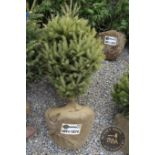 WHITE SPRUCE 1074