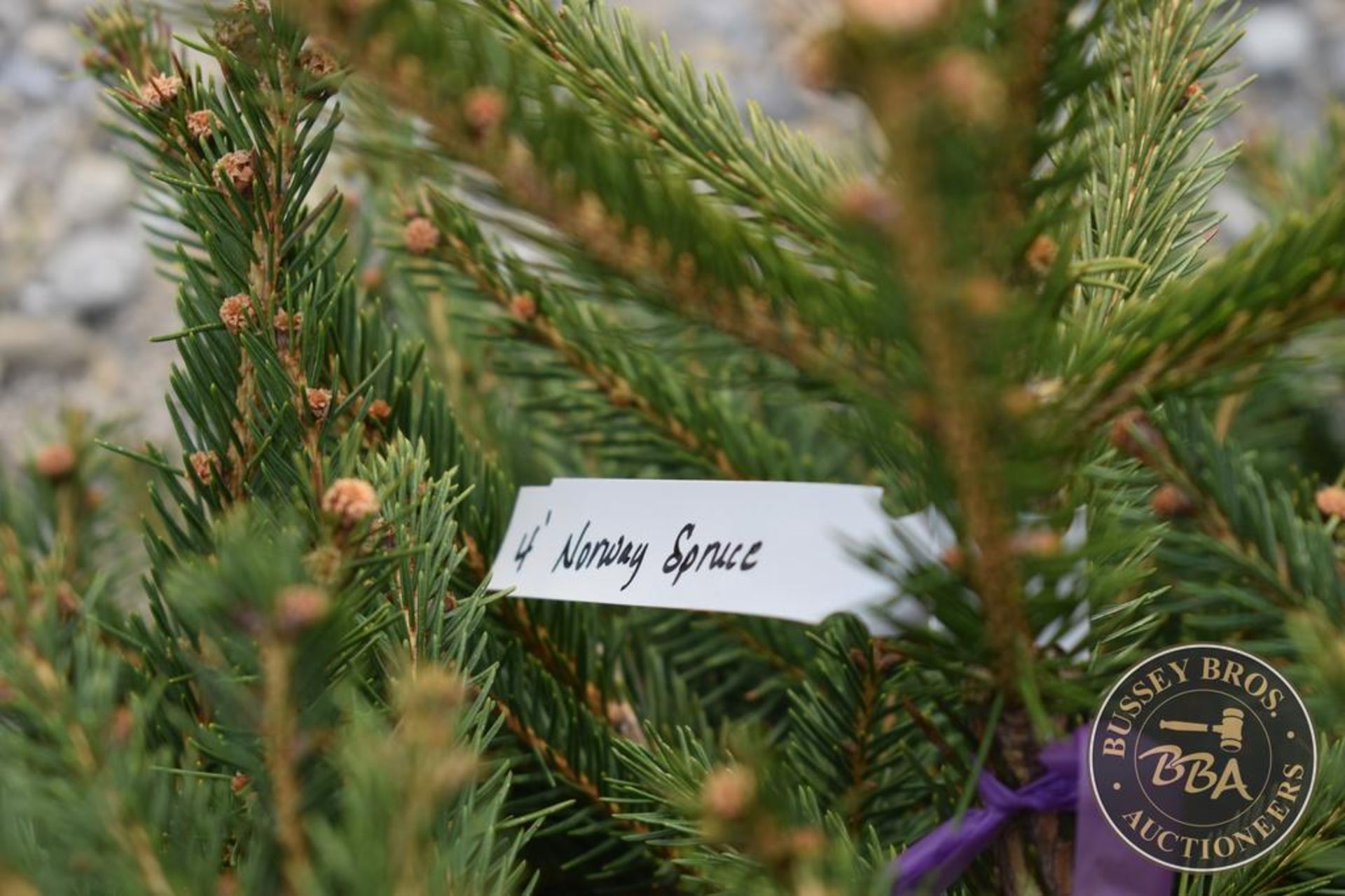 NORWAY SPRUCE 1108 - Image 3 of 3
