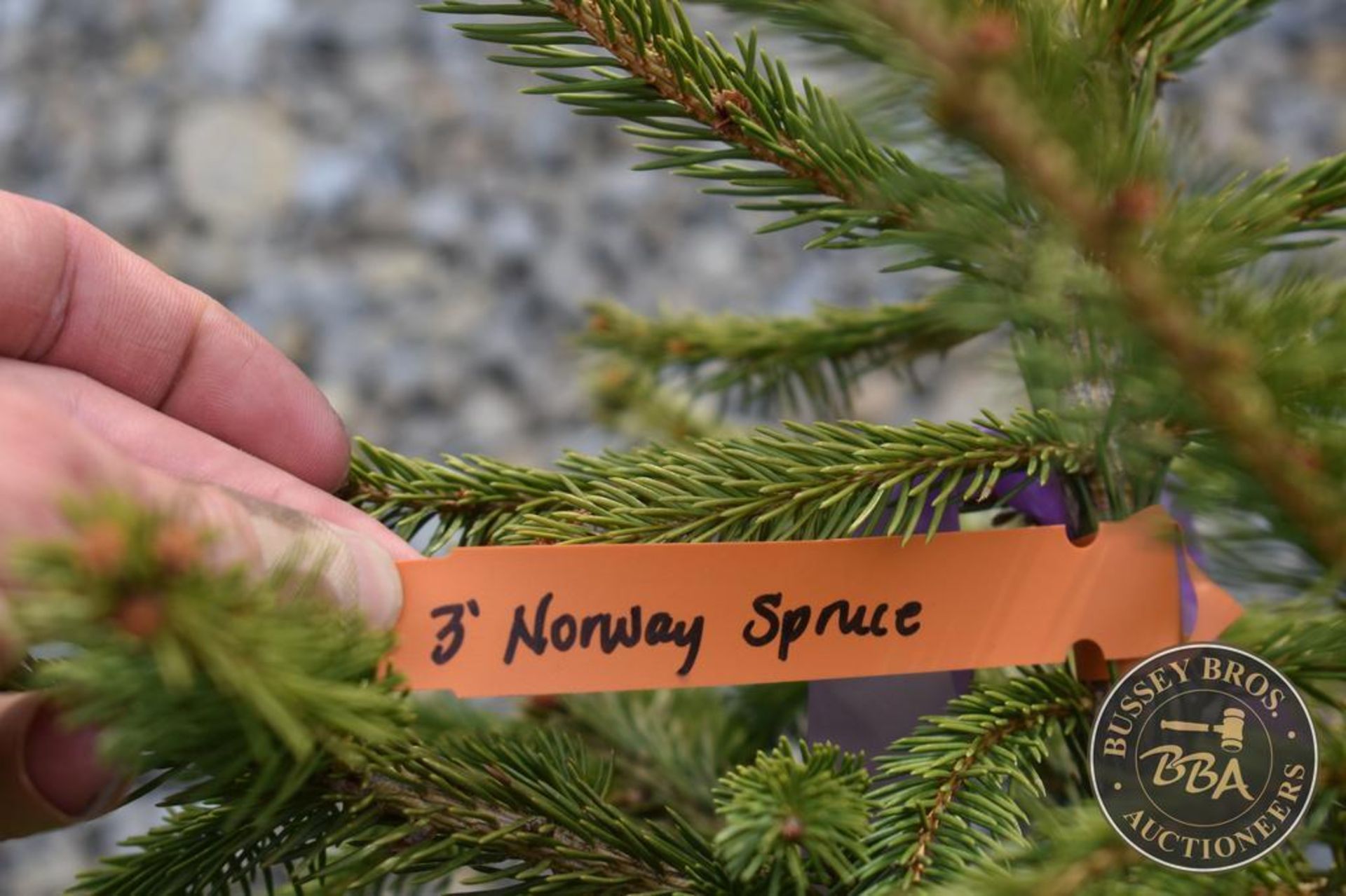 NORWAY SPRUCE 1093 - Image 3 of 3