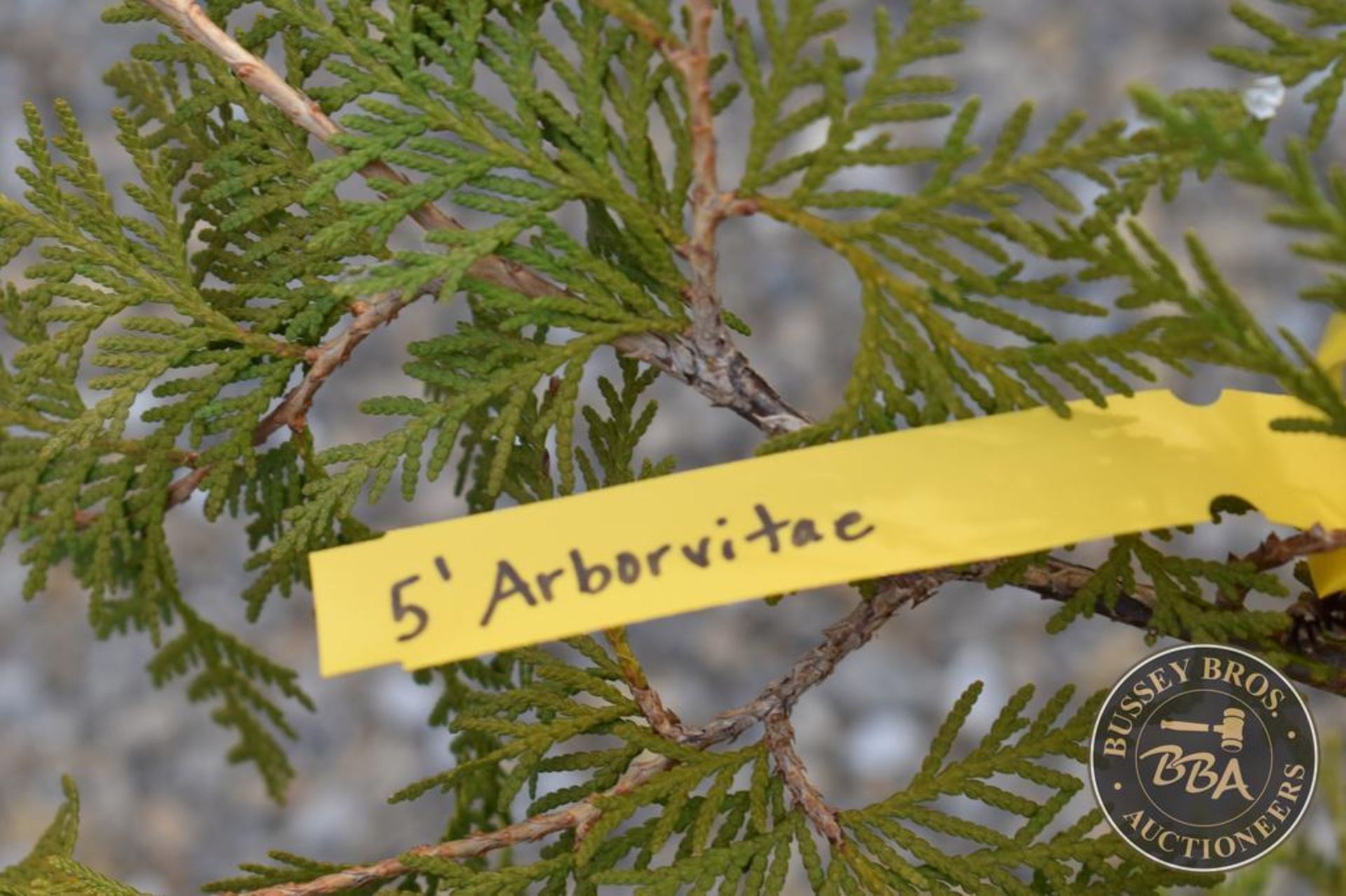 ARBORVITAE THUJA 1099 - Image 3 of 3