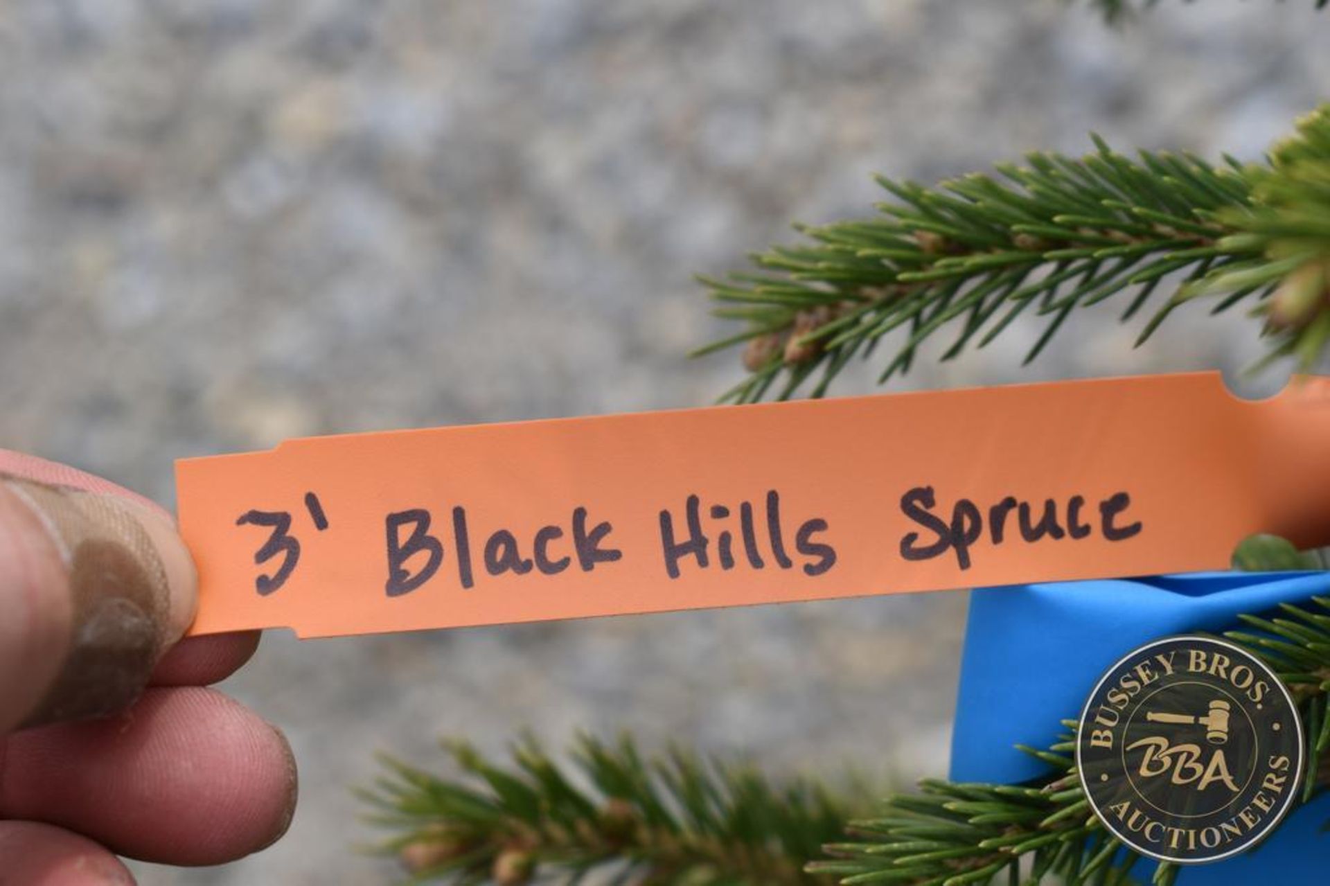 BLACK HILLS SPRUCE 1133 - Image 3 of 3