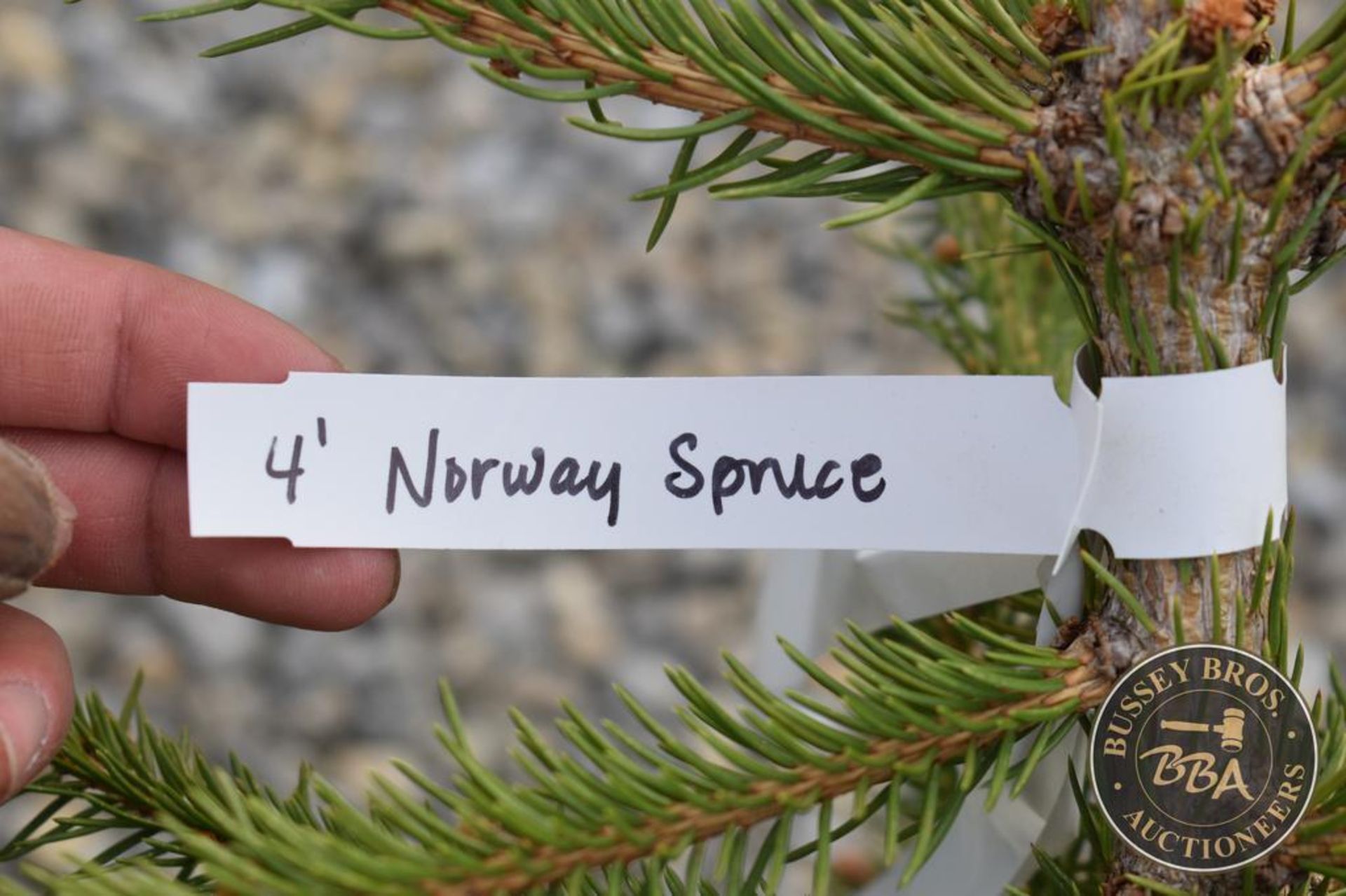 NORWAY SPRUCE 1104 - Image 3 of 3