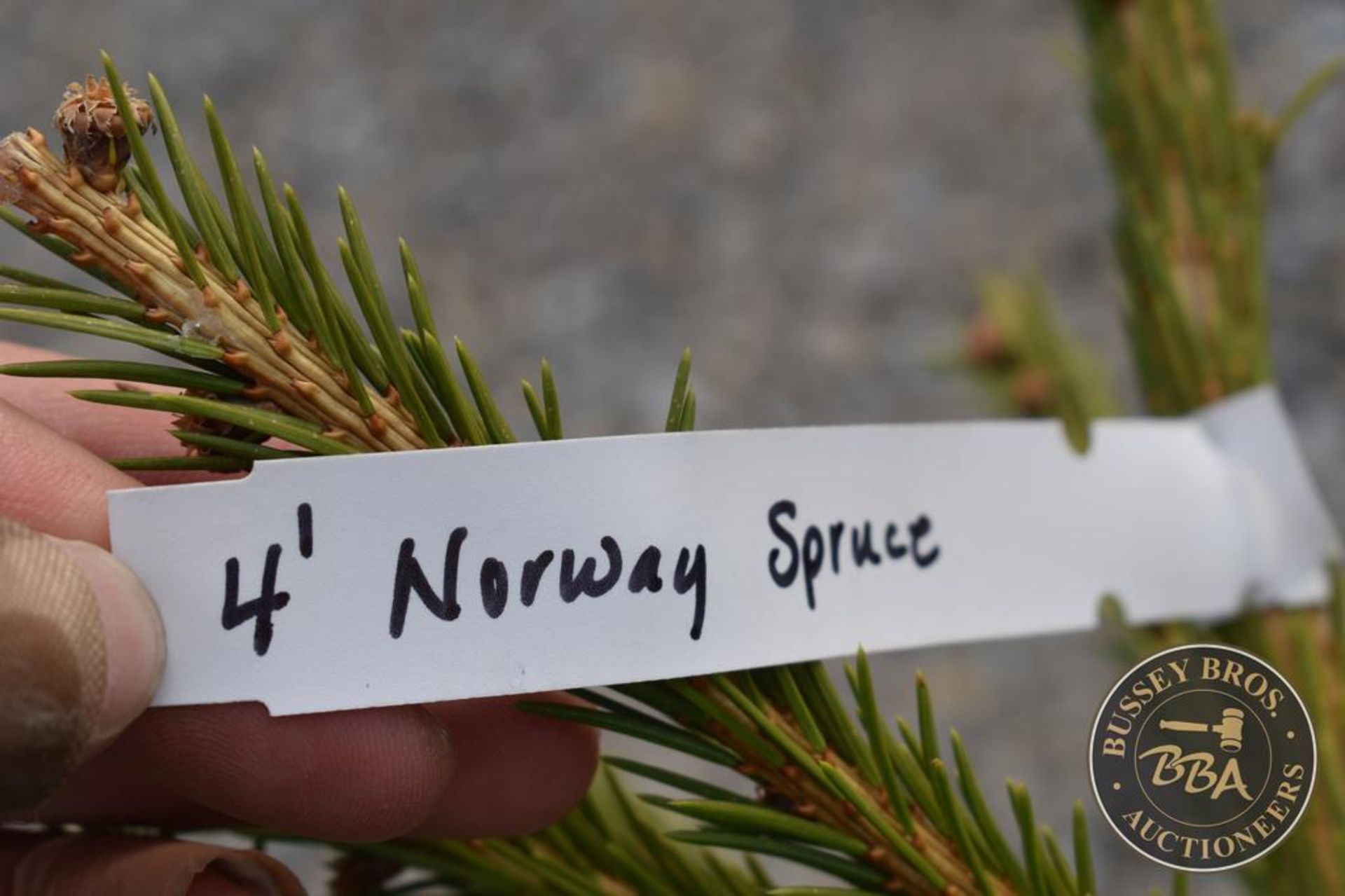 NORWAY SPRUCE 1105 - Image 3 of 3