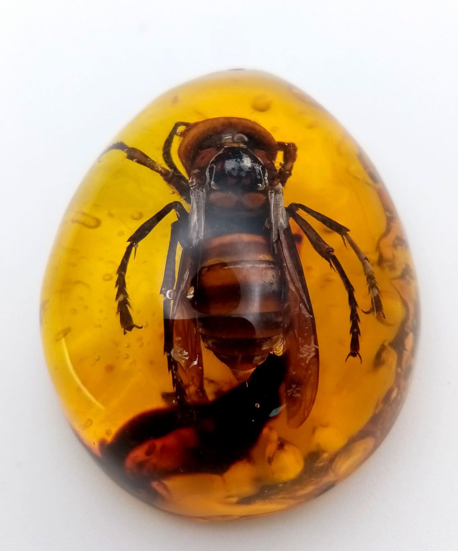 A Humongous Asian Hornet (possibly from another dimension) in an Amber Resin Prison. Pendant or - Image 3 of 3