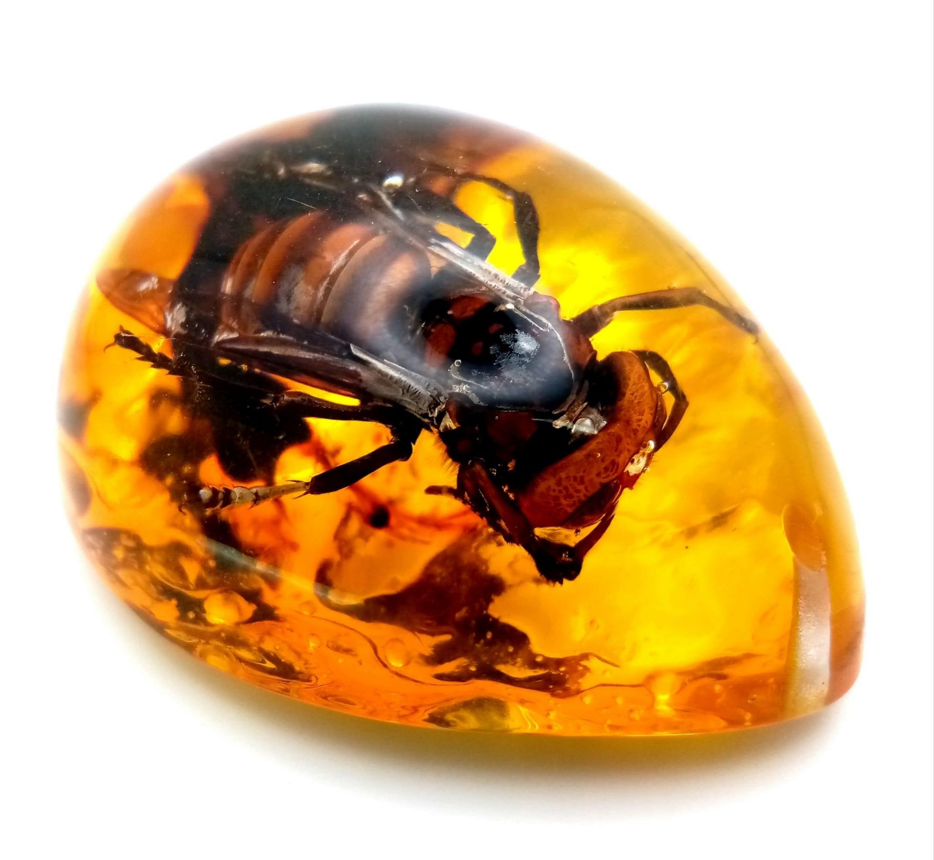 A Humongous Asian Hornet (possibly from another dimension) in an Amber Resin Prison. Pendant or