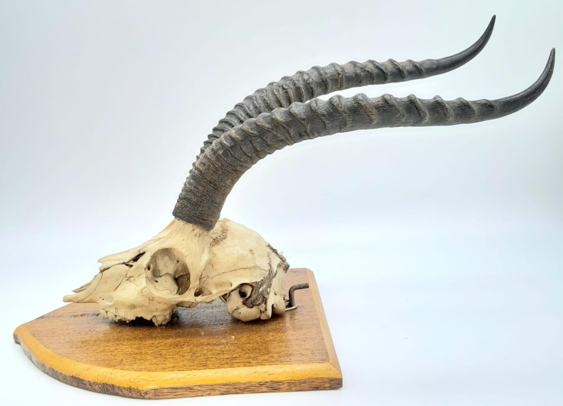 A vintage, probably 60s, scull of an African antelope, complete with horns, in excellent - Bild 3 aus 4