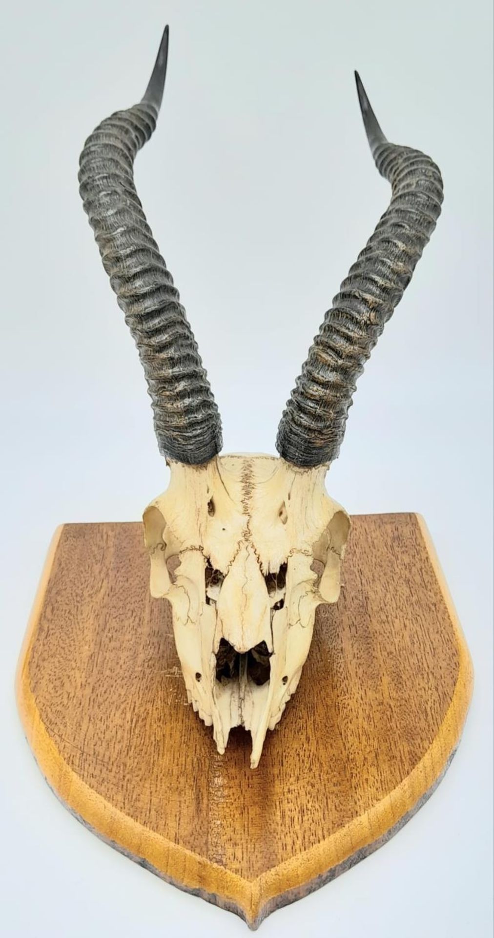 A vintage, probably 60s, scull of an African antelope, complete with horns, in excellent