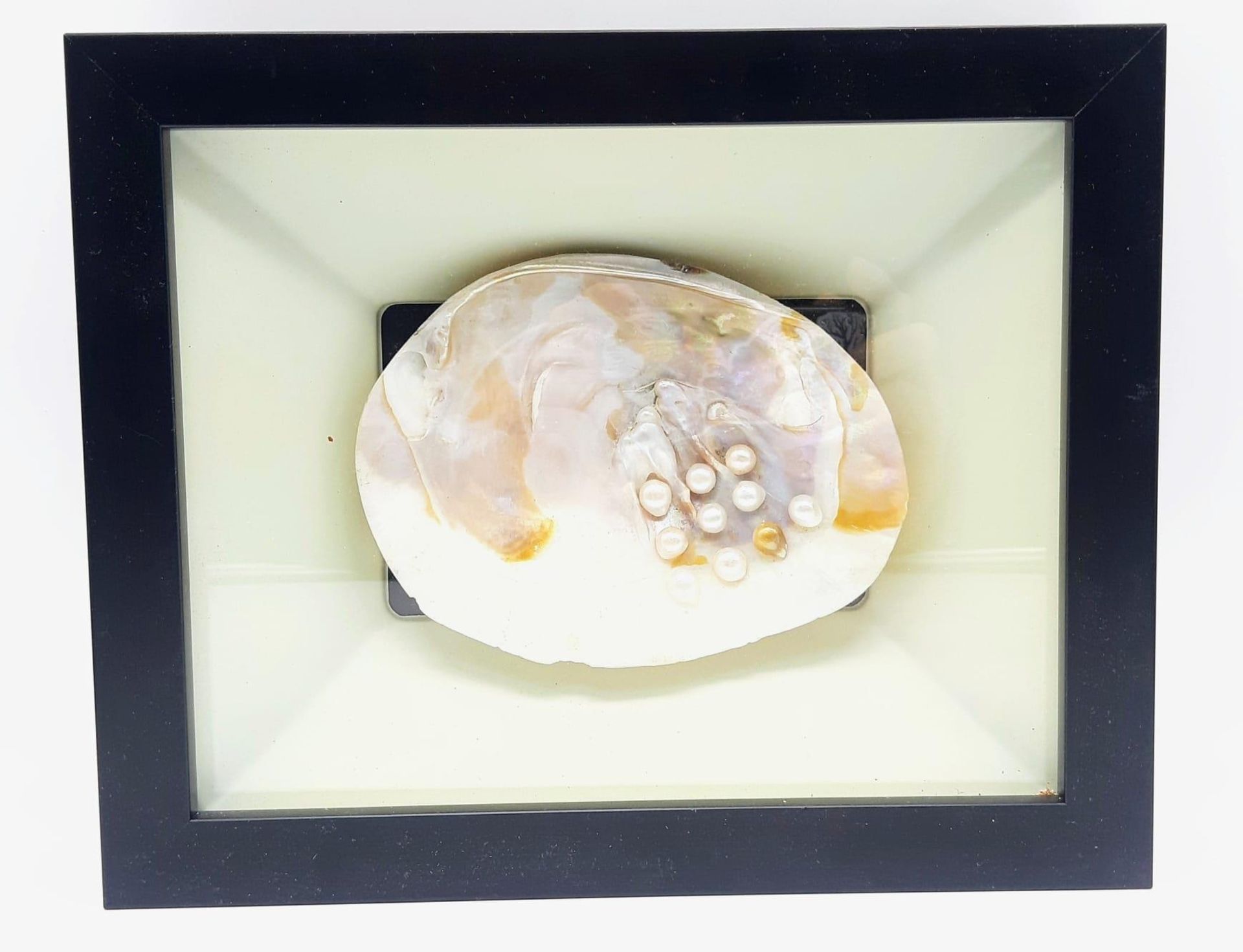 A Natural History marvel: A framed specimen of a large freshwater mussel with pearls. Dimensions: 28