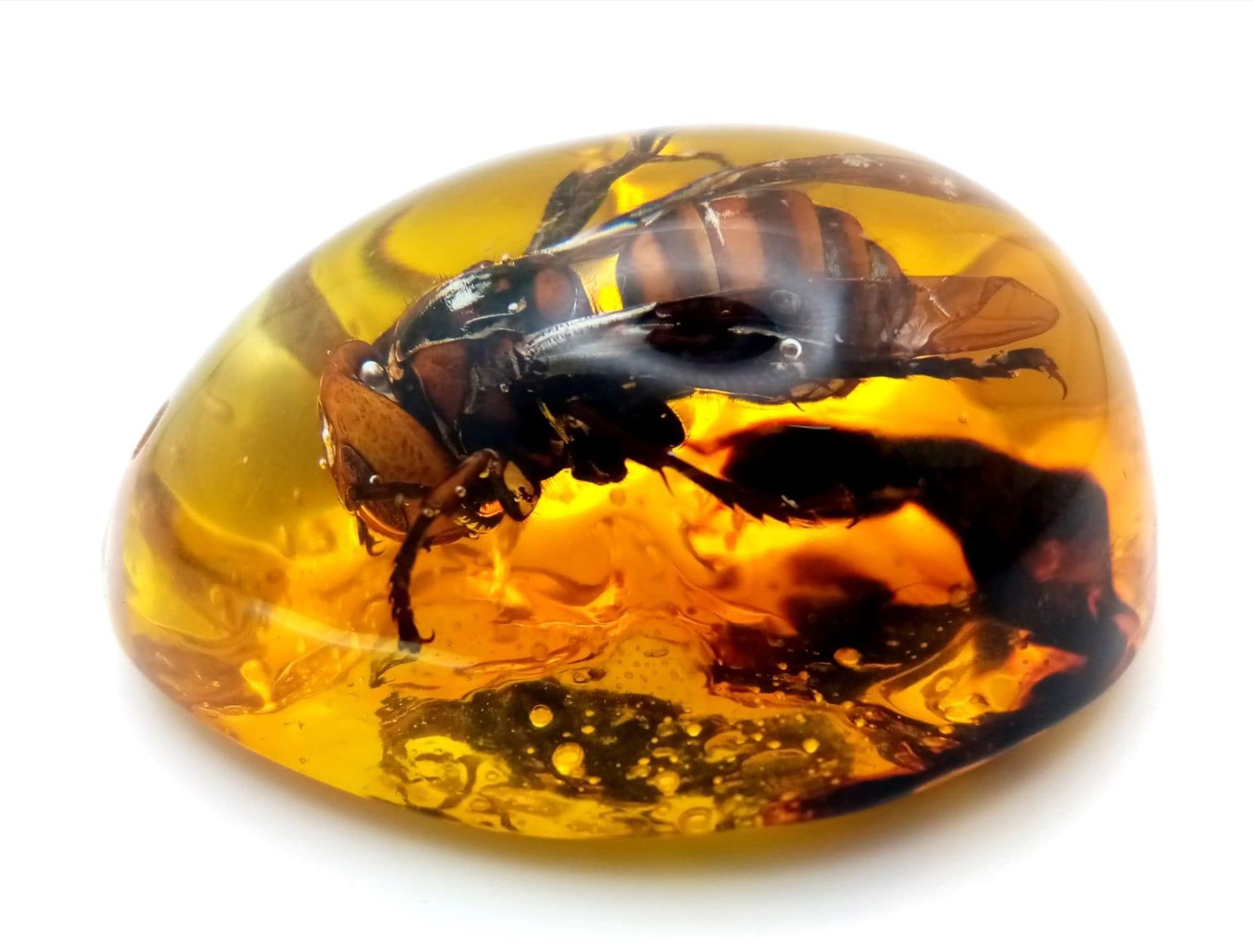 A Humongous Asian Hornet (possibly from another dimension) in an Amber Resin Prison. Pendant or - Image 2 of 3