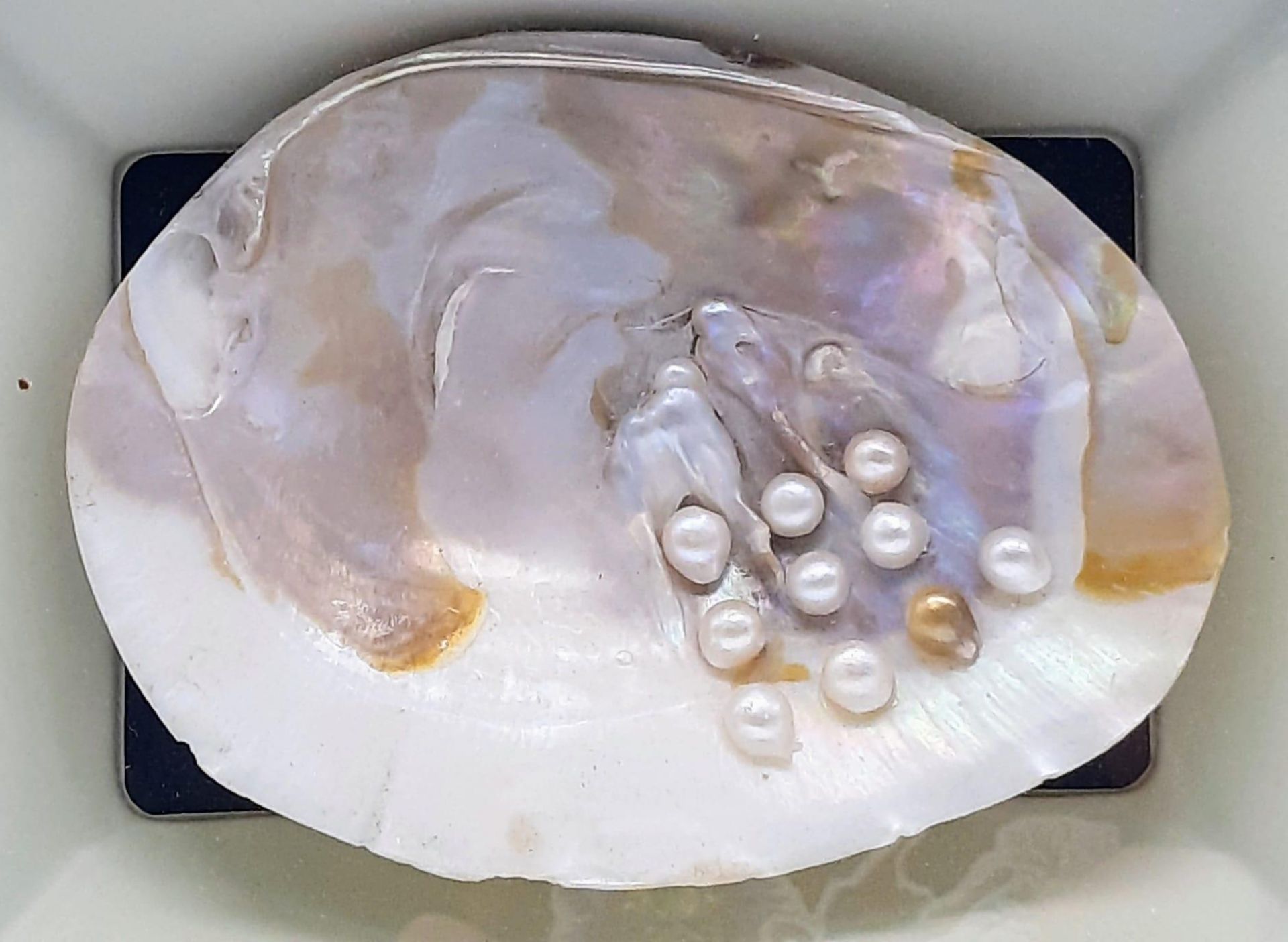 A Natural History marvel: A framed specimen of a large freshwater mussel with pearls. Dimensions: 28 - Image 2 of 3