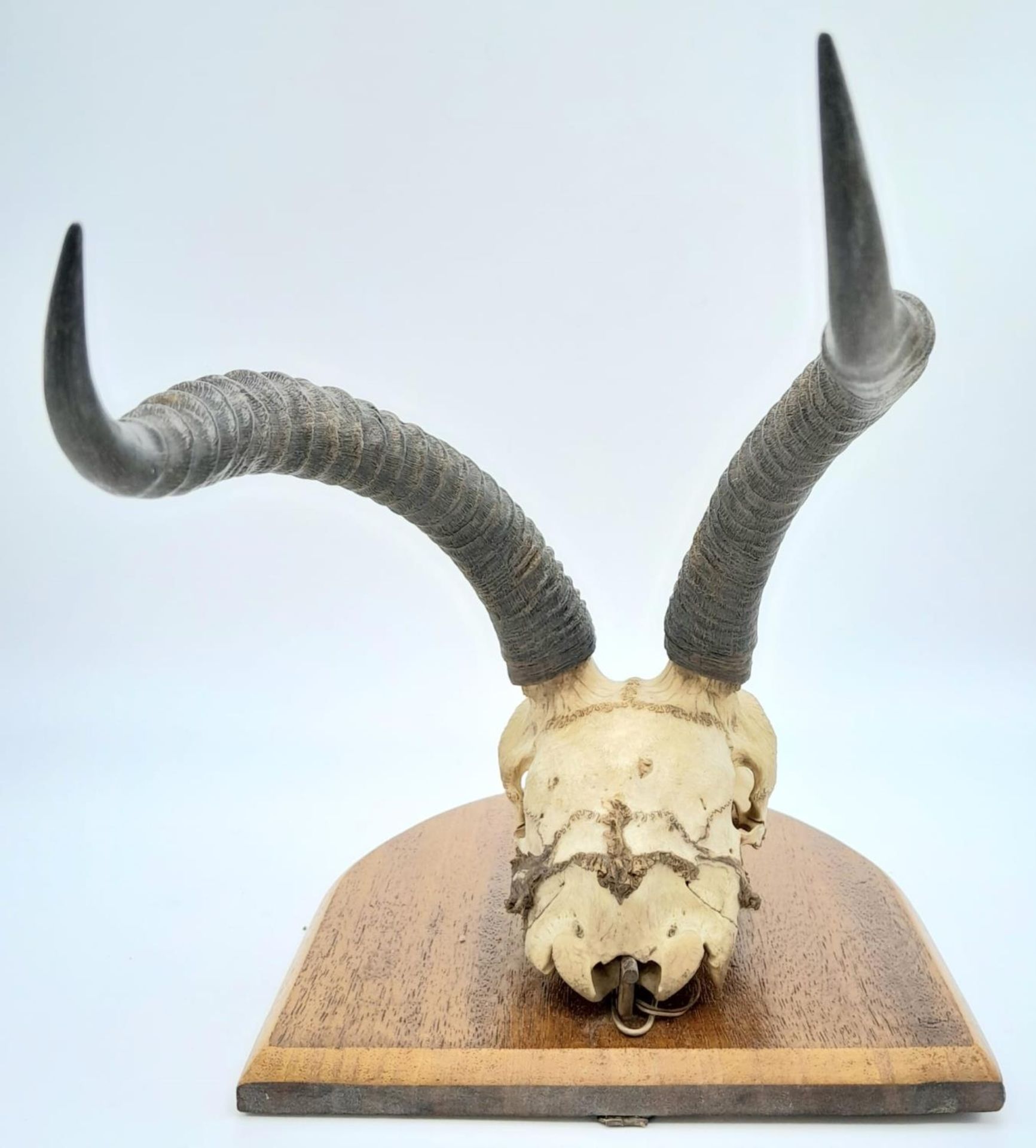 A vintage, probably 60s, scull of an African antelope, complete with horns, in excellent - Bild 4 aus 4