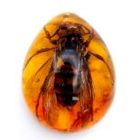 An Asian Hornet That Seems To Have Been Enlarged By Some Form Of Twisted Deep State Gamma Ray.