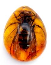 An Asian Hornet That Seems To Have Been Enlarged By Some Form Of Twisted Deep State Gamma Ray.